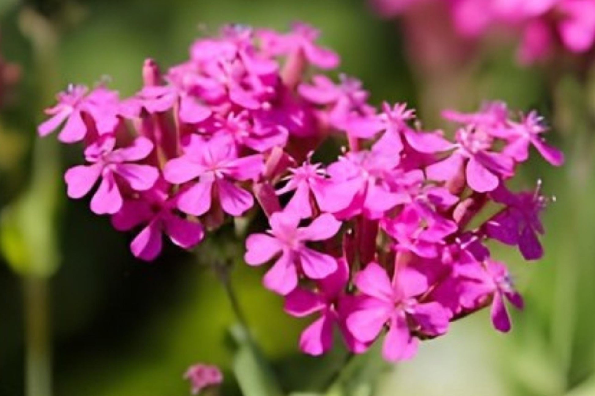 Catchfly Seeds - 100 None So Pretty Seeds - Silene armeria - Bright Pink Cottage Garden Flower for Pollinator Gardens