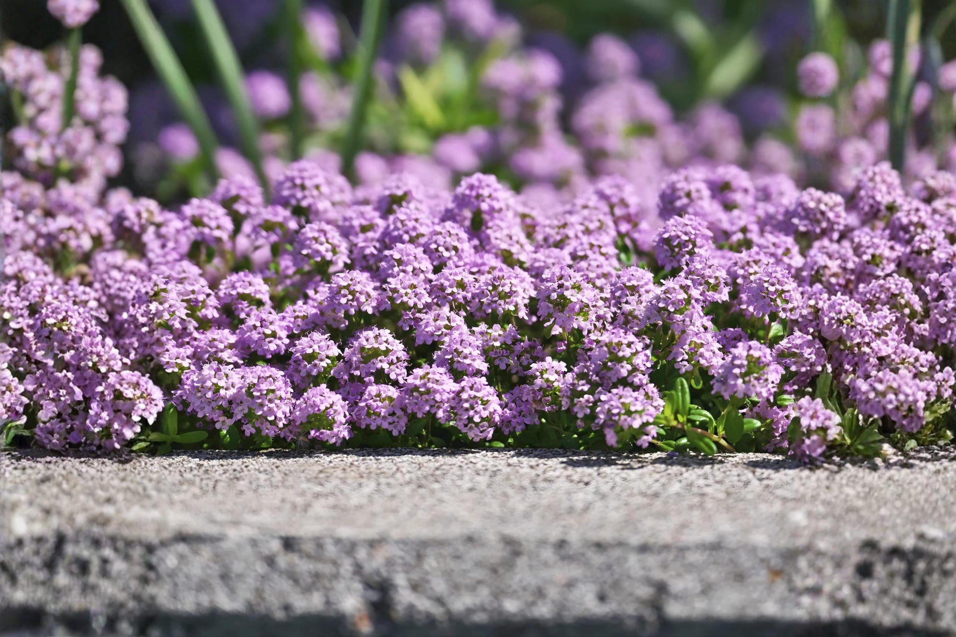 Creeping Thyme Seeds (100) | Low-Growing Purple Flowering Herb | Thymus serpyllum | Drought Tolerant Ground Cover