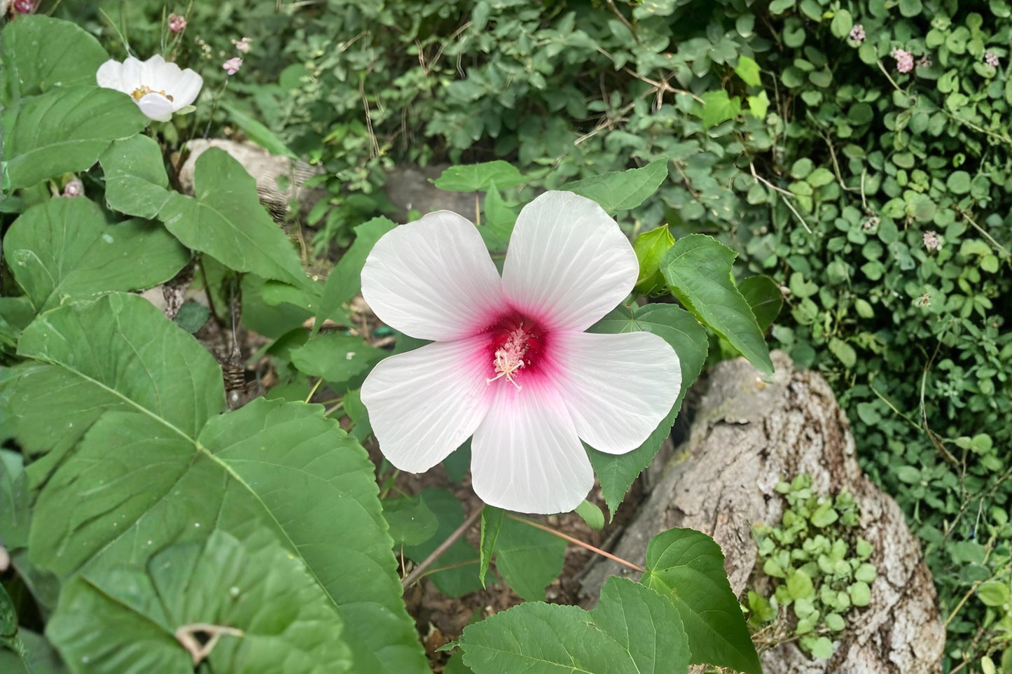 Hibiscus Seeds (20) | Rose Mallow | Soft Pink to White Blooms | Hibiscus militaris | Perfect for Wetlands & Pollinator Gardens
