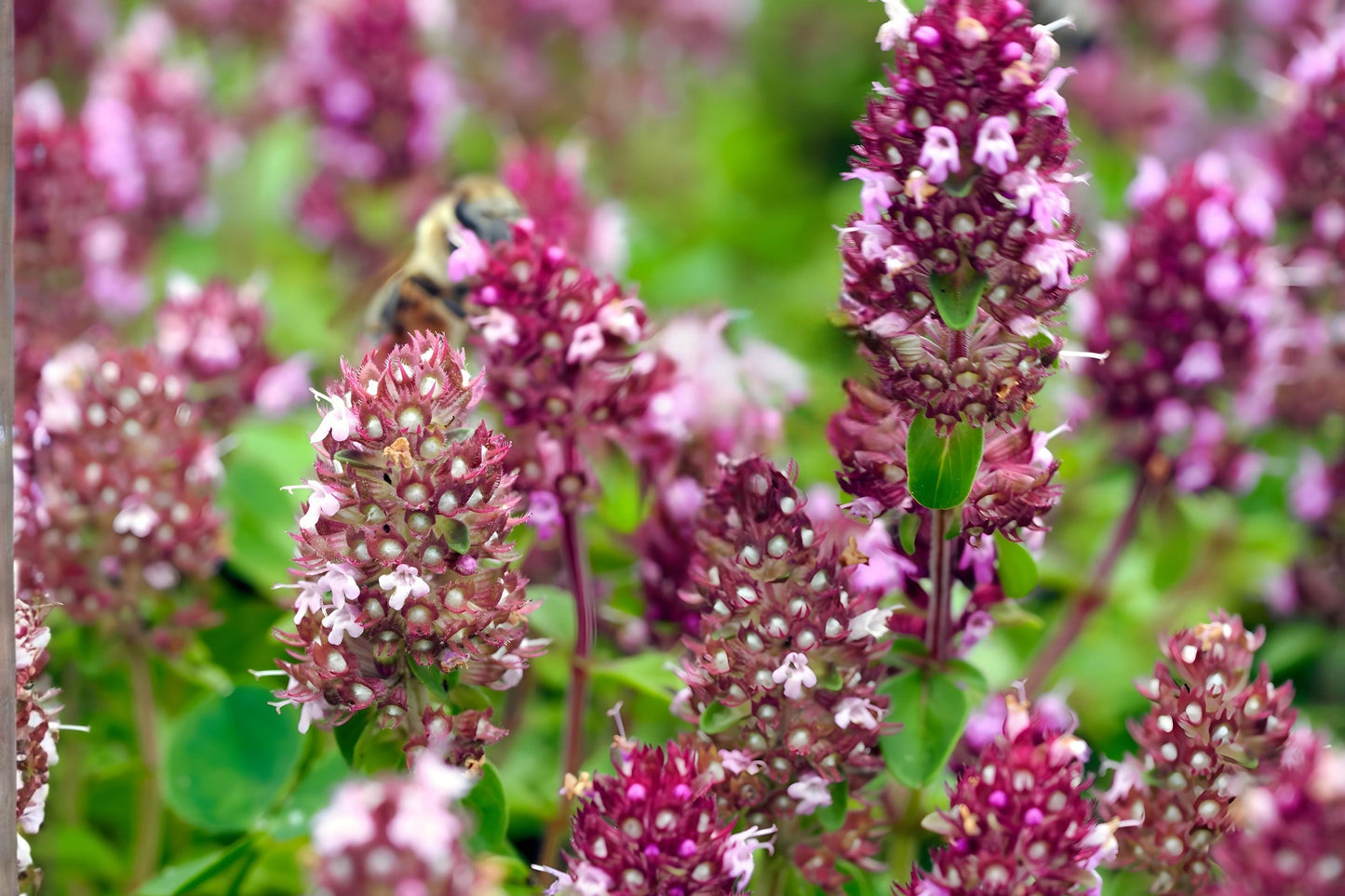 Wild Thyme Seeds (100) - Lemon Thyme, Drought Tolerant Herb, Thymus pulegioides, Culinary & Pollinator Garden