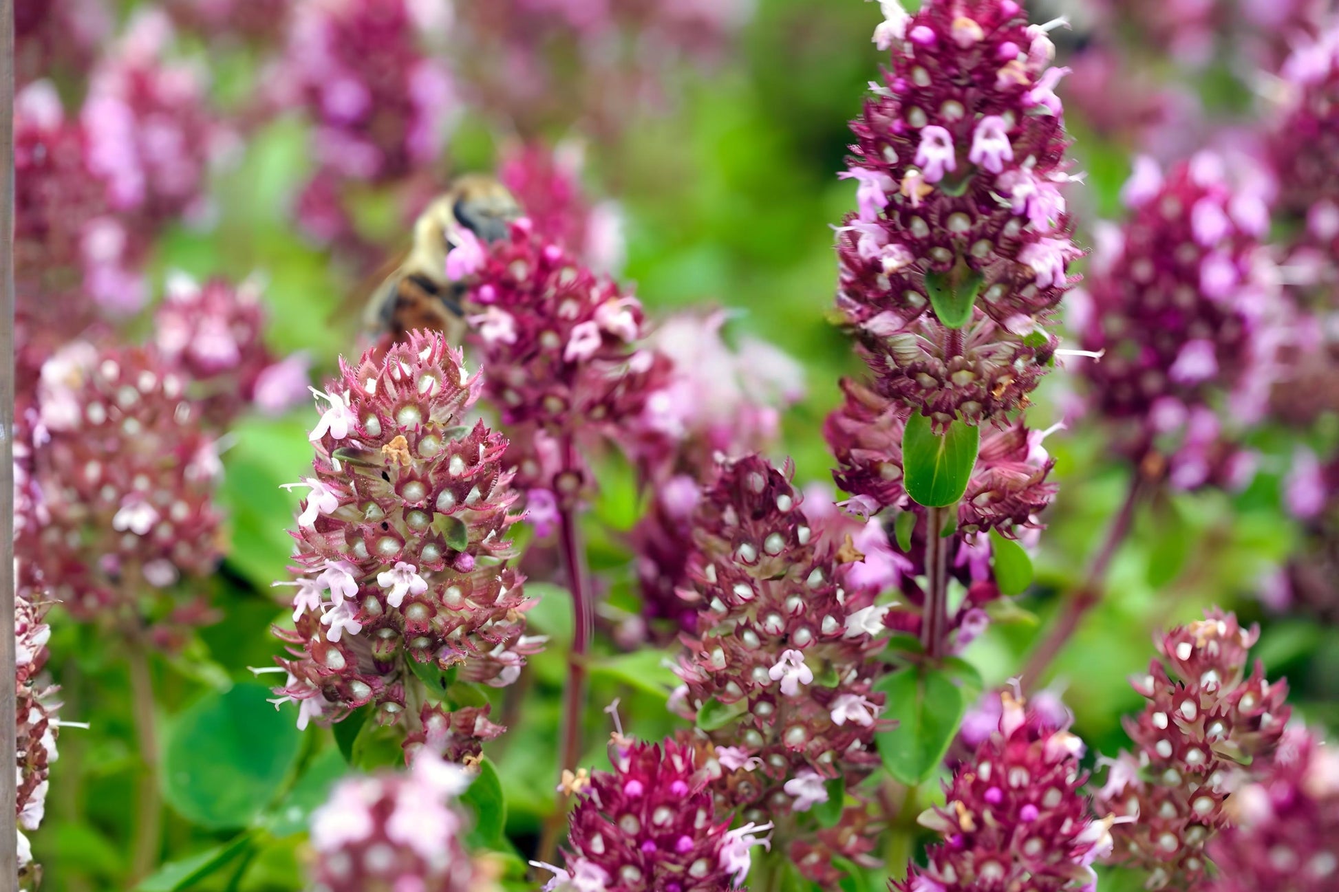 Wild Thyme Seeds (100) - Lemon Thyme, Drought Tolerant Herb, Thymus pulegioides, Culinary & Pollinator Garden