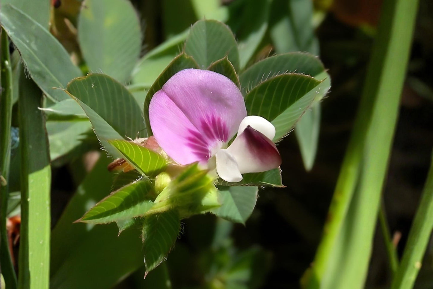 Korean Lespedeza Seeds (100) | Fast-Growing Legume with Pink/Purple Flowers | Kummerowia stipulacea