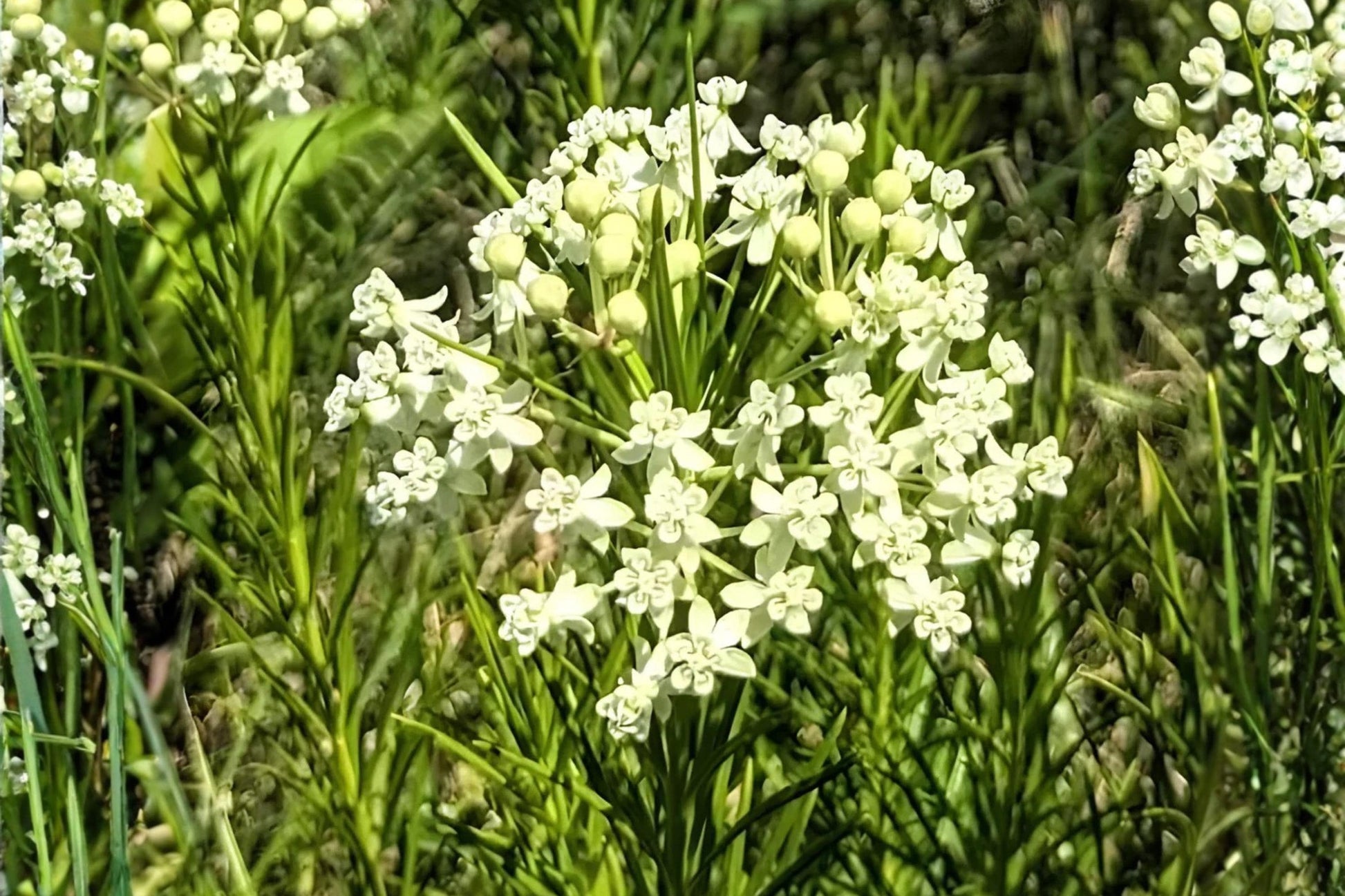 Whorled Milkweed Seeds (30) - Asclepias verticillata - Drought Tolerant, Fine-Leaf, Native Plant for Monarch Butterflies