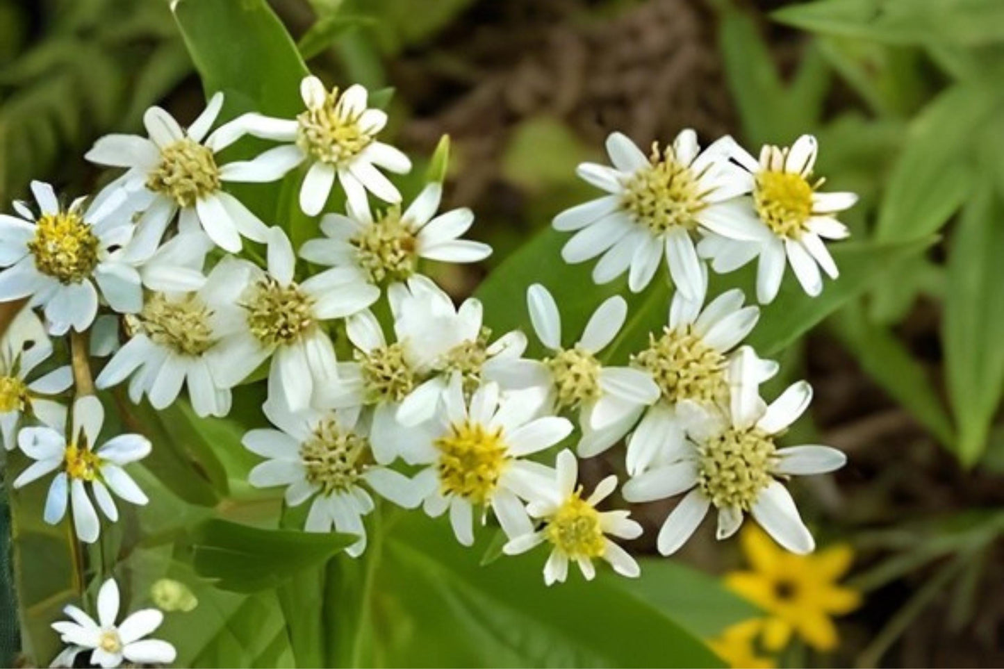 Native Aster Seeds (100) - Flat-Topped Aster, Doellingeria umbellata - Easy to Grow Wildflower for Pollinators and Gardens