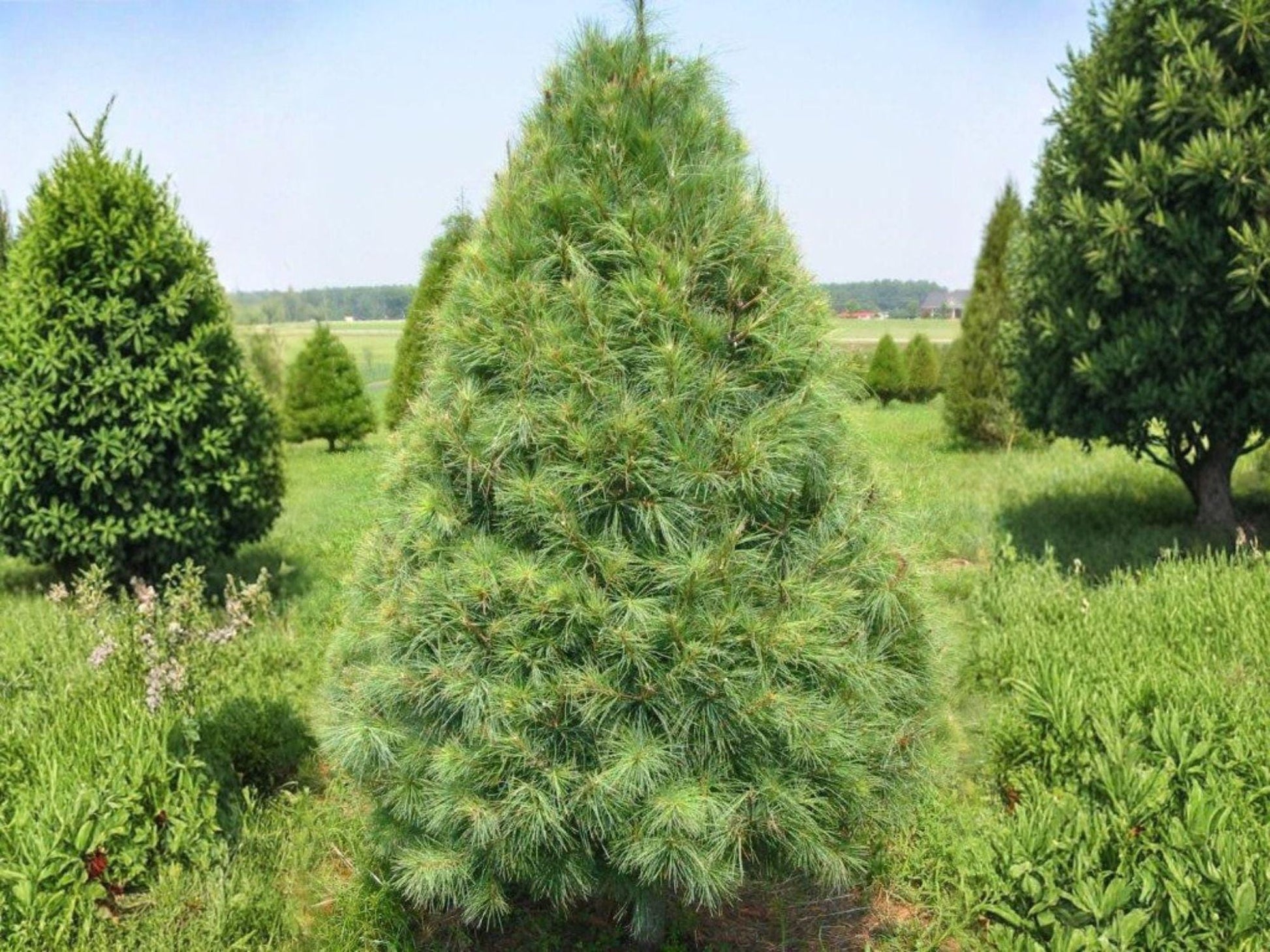 Eastern White Pine Seedlings - 2 ft Bare Root Evergreen Trees (Pinus strobus) for Windbreaks & Landscapes - Set of 2