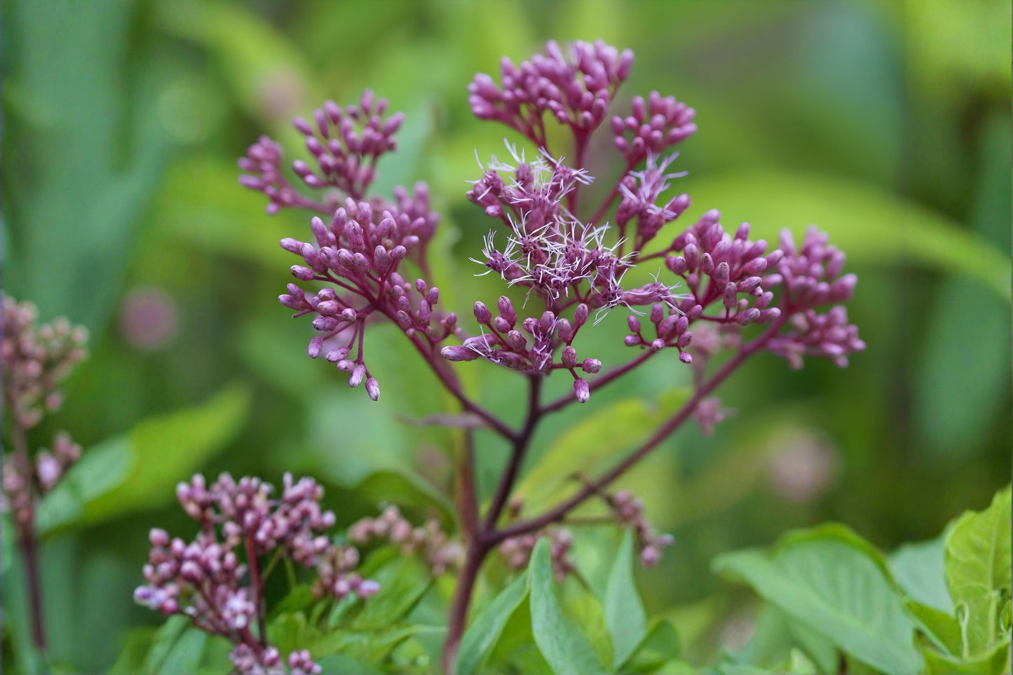 Sweet Joe Pye Weed Seeds (100) | Purple Native Wildflower | Eutrochium purpureum | Fragrant Pollinator Attraction