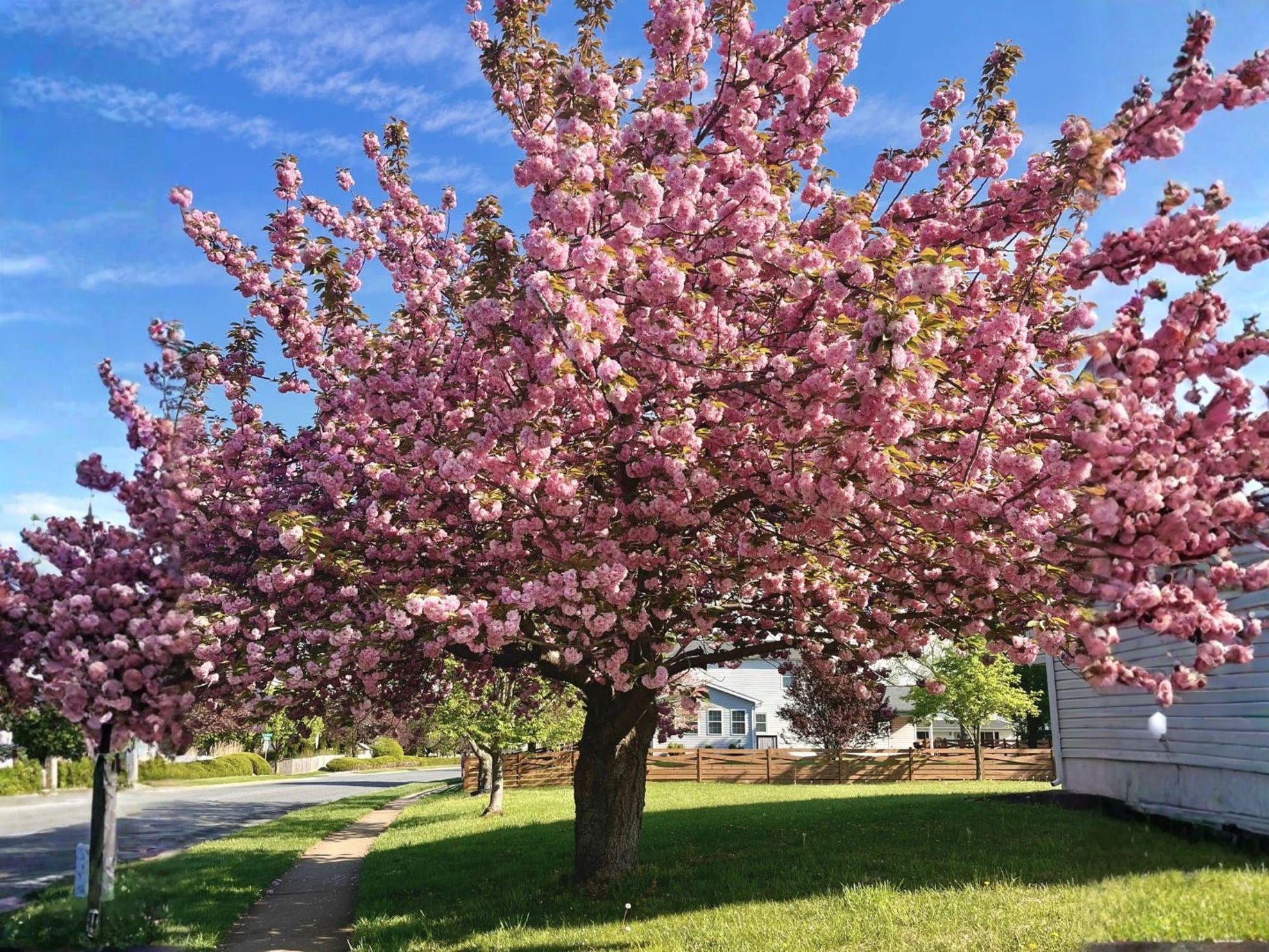Kwanzan Cherry Tree - 1-2 ft Bare Root Ornamental with Double Pink Blossoms - Prunus serrulata 'Kanzan' for Gardens and Landscapes