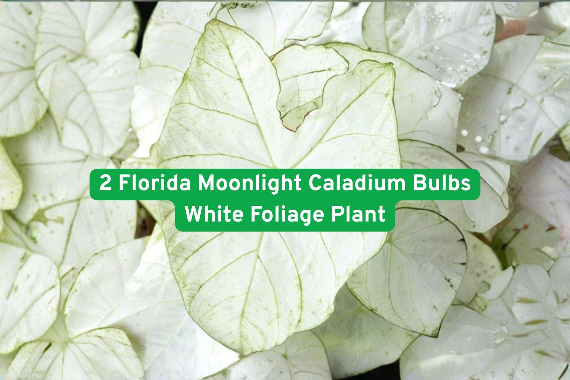 Florida Moonlight Caladium Bulbs - 2 Premium White Foliage Plants (Caladium bicolor) for Shade Gardens & Containers