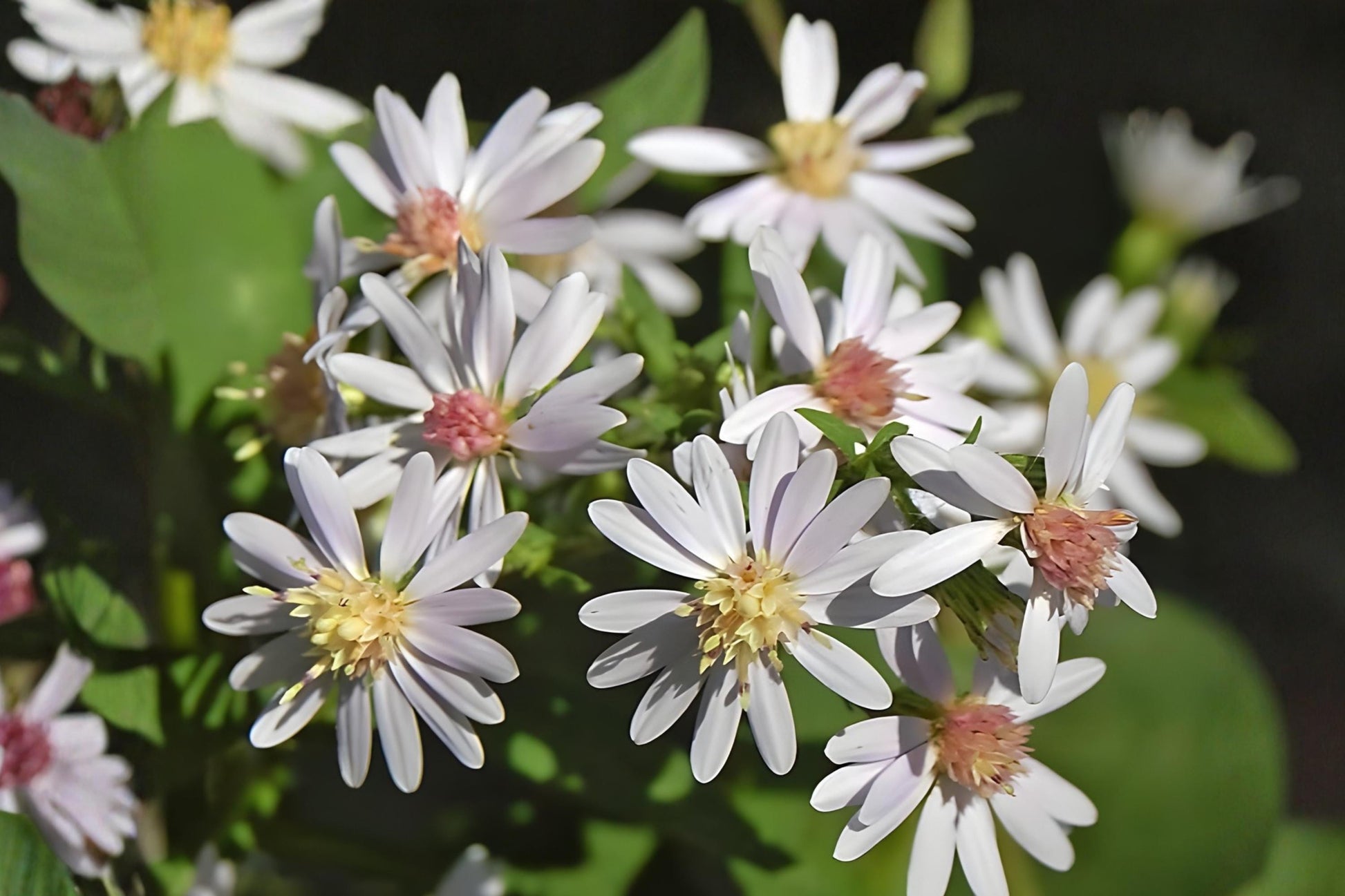 Drummond’s Aster Seeds (100) | Native Wildflower | Lavender Purple Blooms | Symphyotrichum drummondii | Drought Tolerant