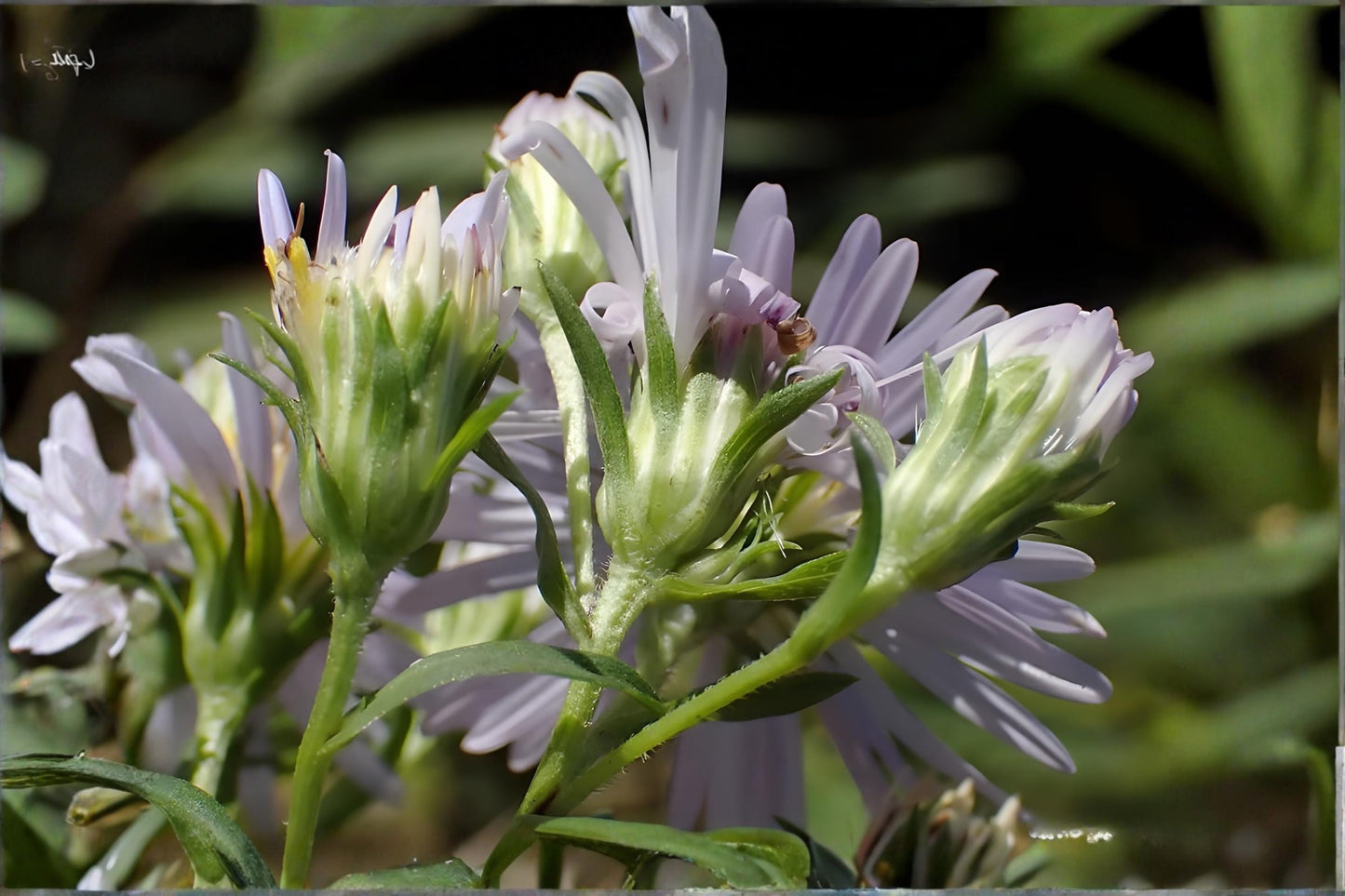 Aster Seeds - 100 Shining Aster Seeds - Symphyotrichum firmum - Lavender Wildflower for Pollinators, Native Plant Garden