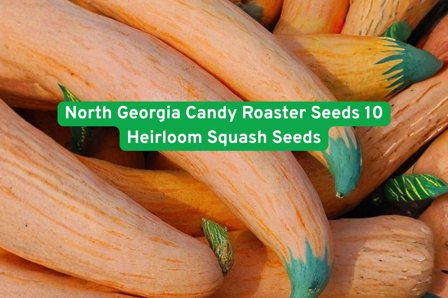 North Georgia Candy Roaster Seeds - 10 Heirloom Squash Seeds (Cucurbita maxima) for Sweet Flavor & Long Storage