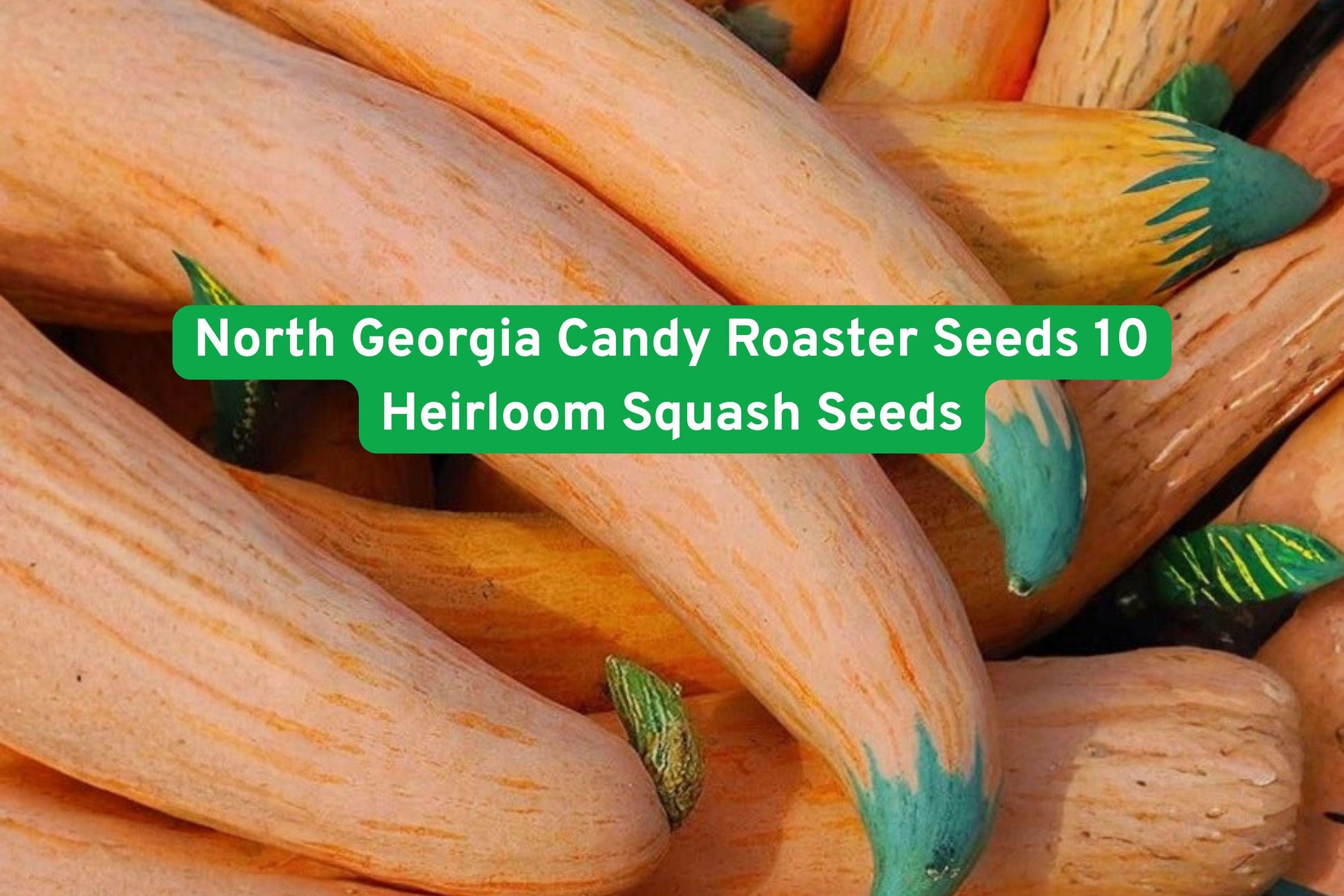 North Georgia Candy Roaster Seeds - 10 Heirloom Squash Seeds (Cucurbita maxima) for Sweet Flavor & Long Storage
