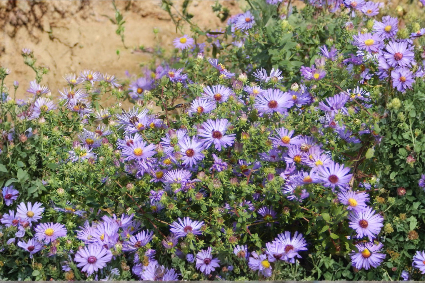 Smooth Blue Aster Seeds (100) | Symphyotrichum laeve | Native Wildflower for Bees | Drought Tolerant Garden Plant