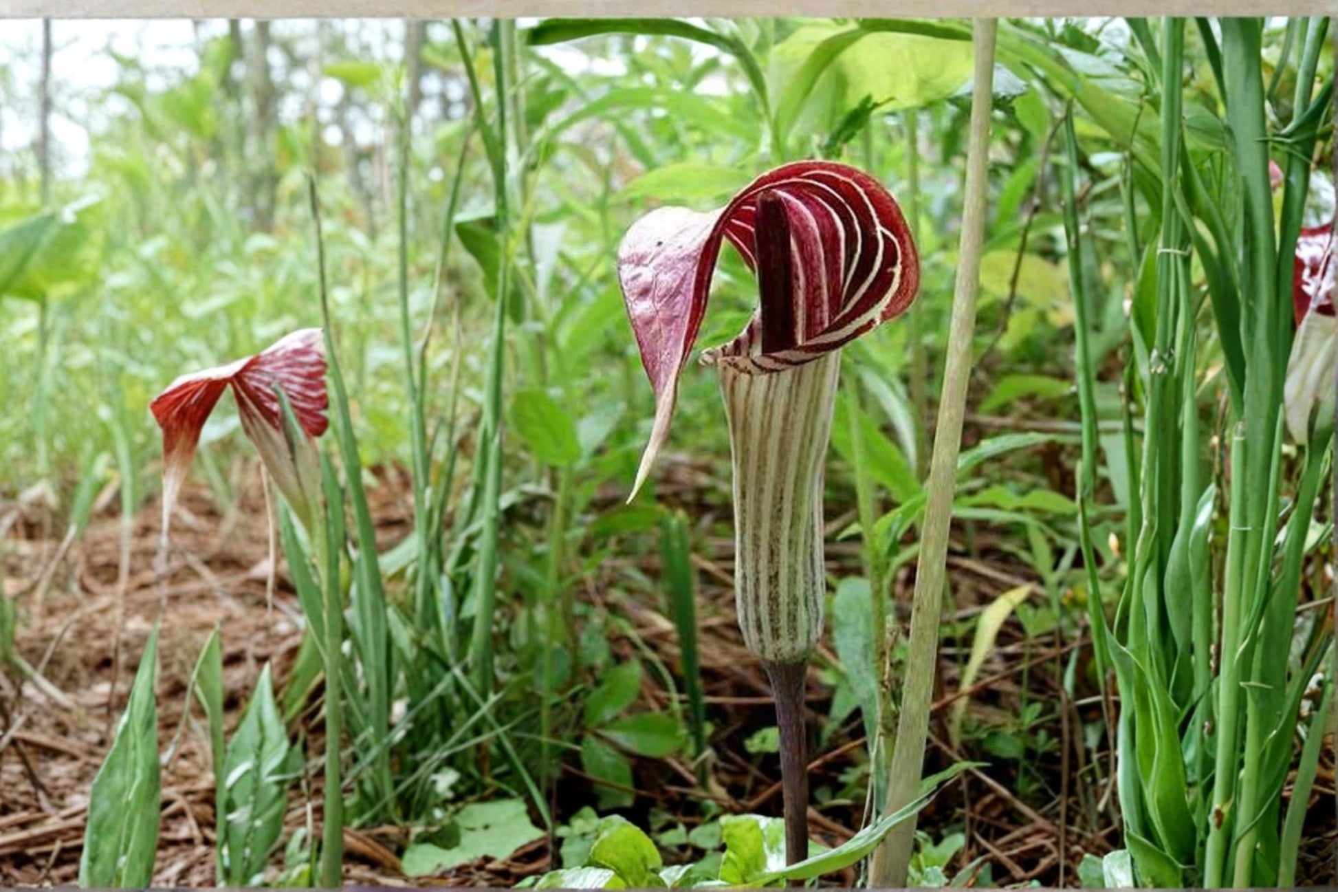 Jack-in-the-Pulpit Seeds - 5 Pack - Unique Green to Purple Spathes - Arisaema triphyllum - Woodland Perennial for Shade Gardens