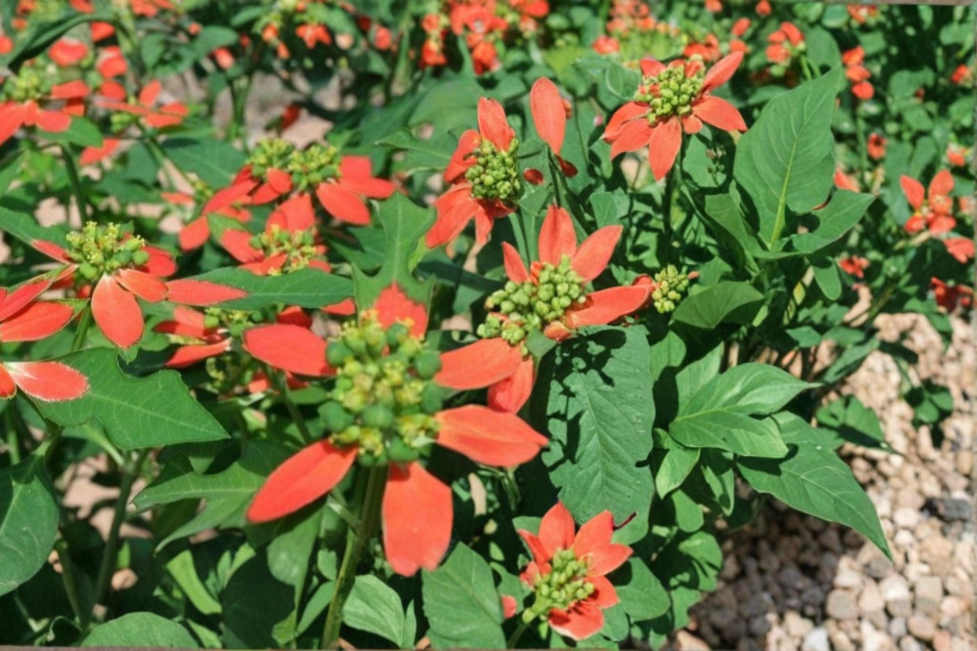 Euphorbia Cyathophora Seeds - 10 Pack - Fire on the Mountain - Red & White Bracts - Herbaceous Annual Garden Plant