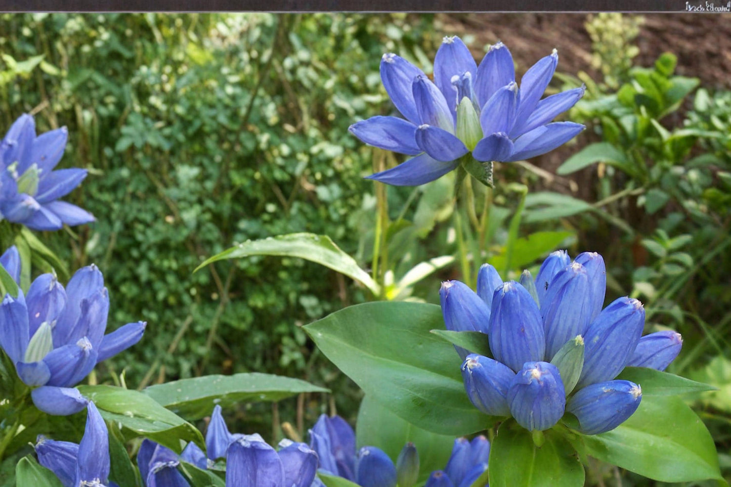 Bottle Gentian Seeds 100 Count - Deep Blue Flowers - Gentiana andrewsii - Native Perennial for Meadows & Woodland Edges