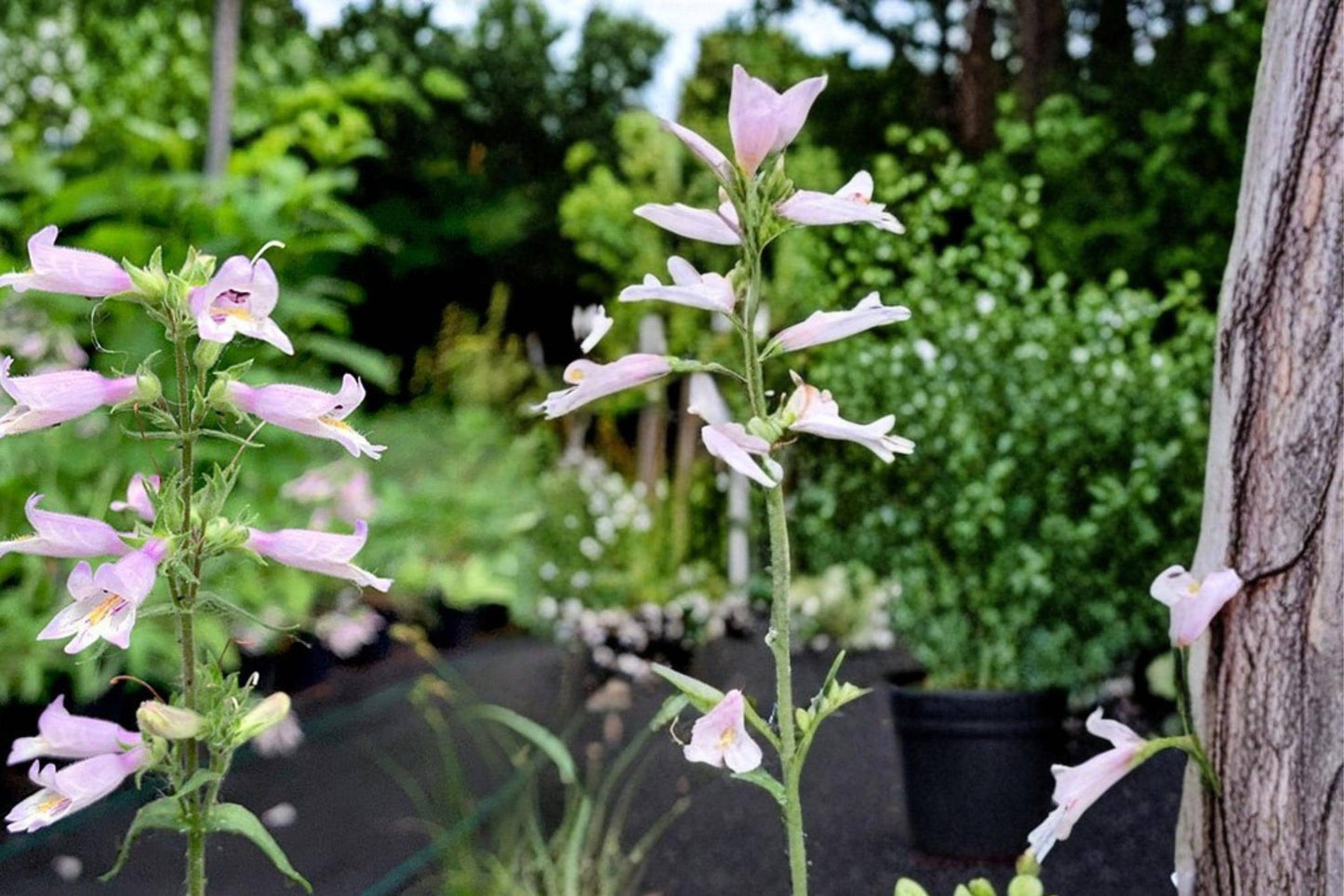Slender Beardtongue Seeds - 100 Seeds of Penstemon gracilis - Pale Purple to Blue Perennial Wildflower for Gardens