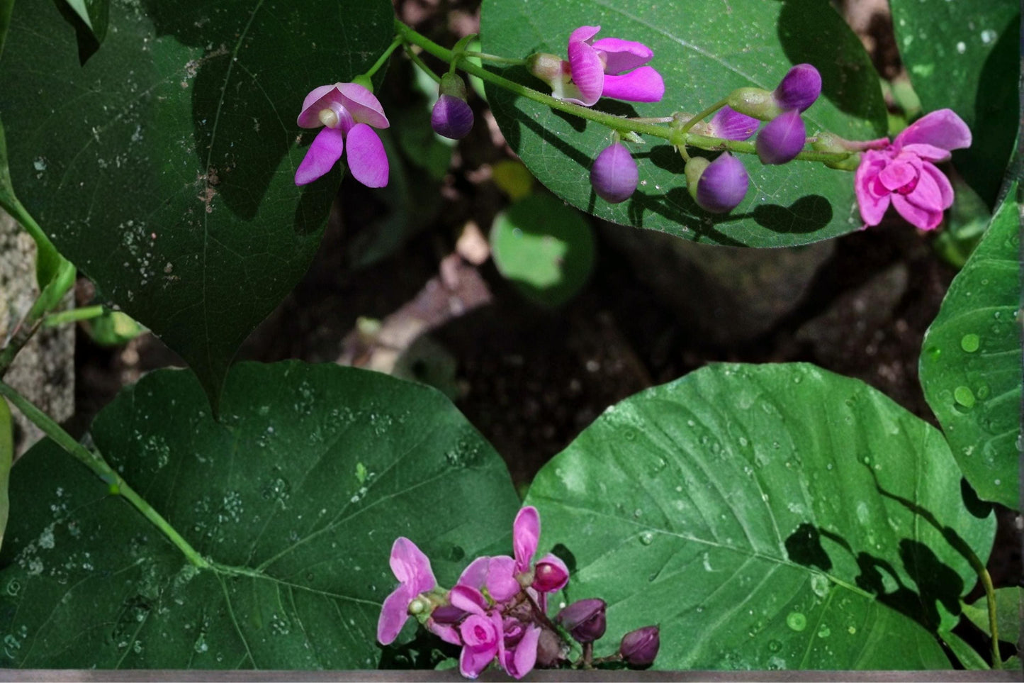 Wild Kidney Bean Seeds 5 Pack - Phaseolus polystachios - Climbing Vine with Pink to Purple Flowers