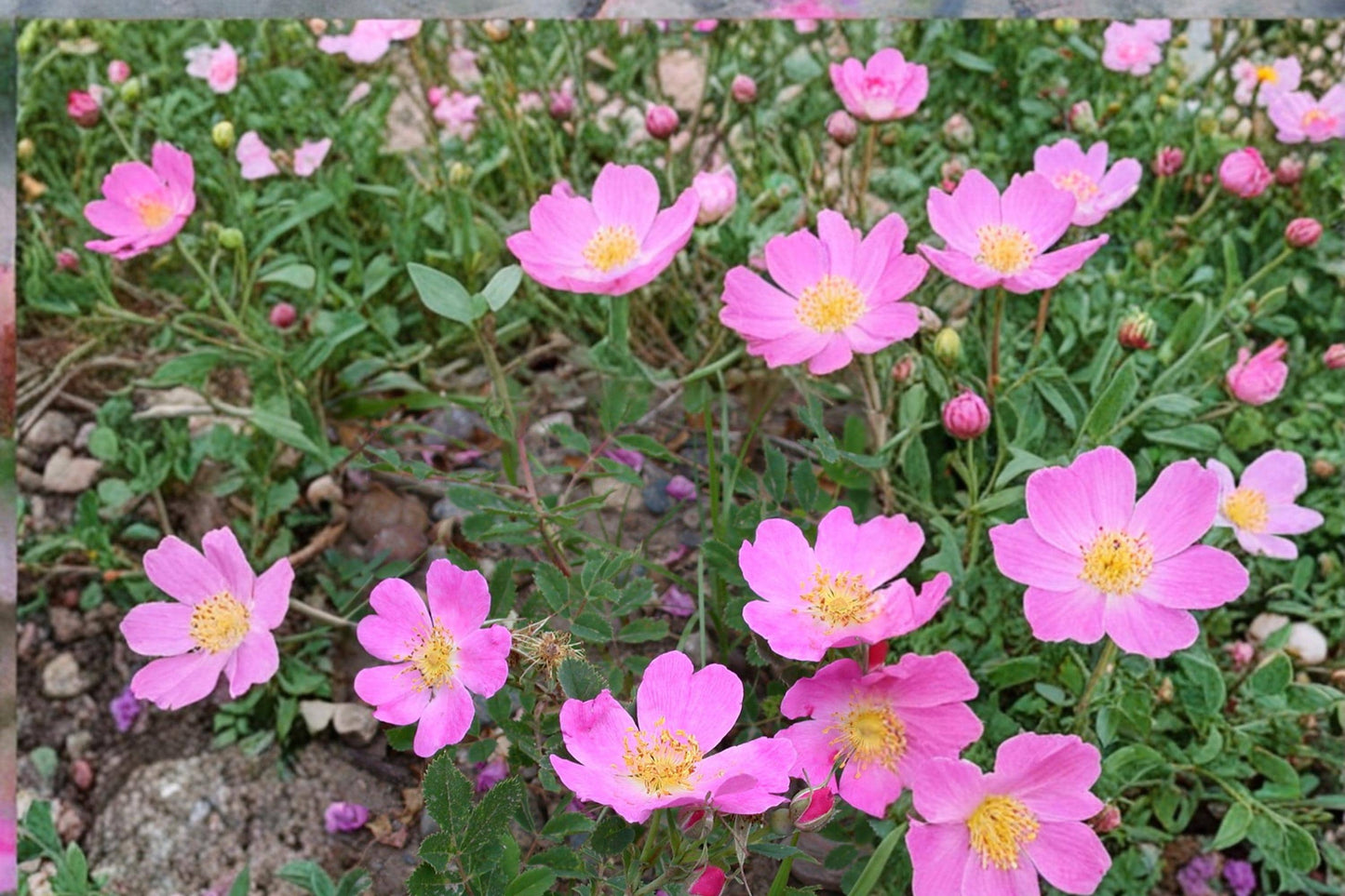 Prairie Wild Rose Seeds 15 Pack - Soft Pink Flowers, Rosa arkansana - Hardy Native Shrub for Gardens and Landscapes