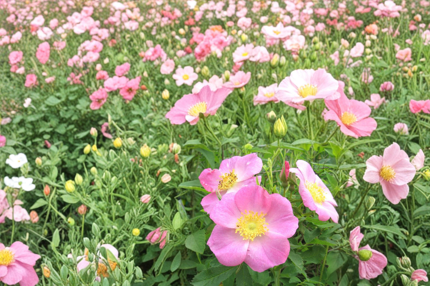 Pasture Rose Seeds 15 Count - Soft Pink Flowers, Deciduous Shrub, Rosa carolina, Hardy Perennial for Naturalized Areas