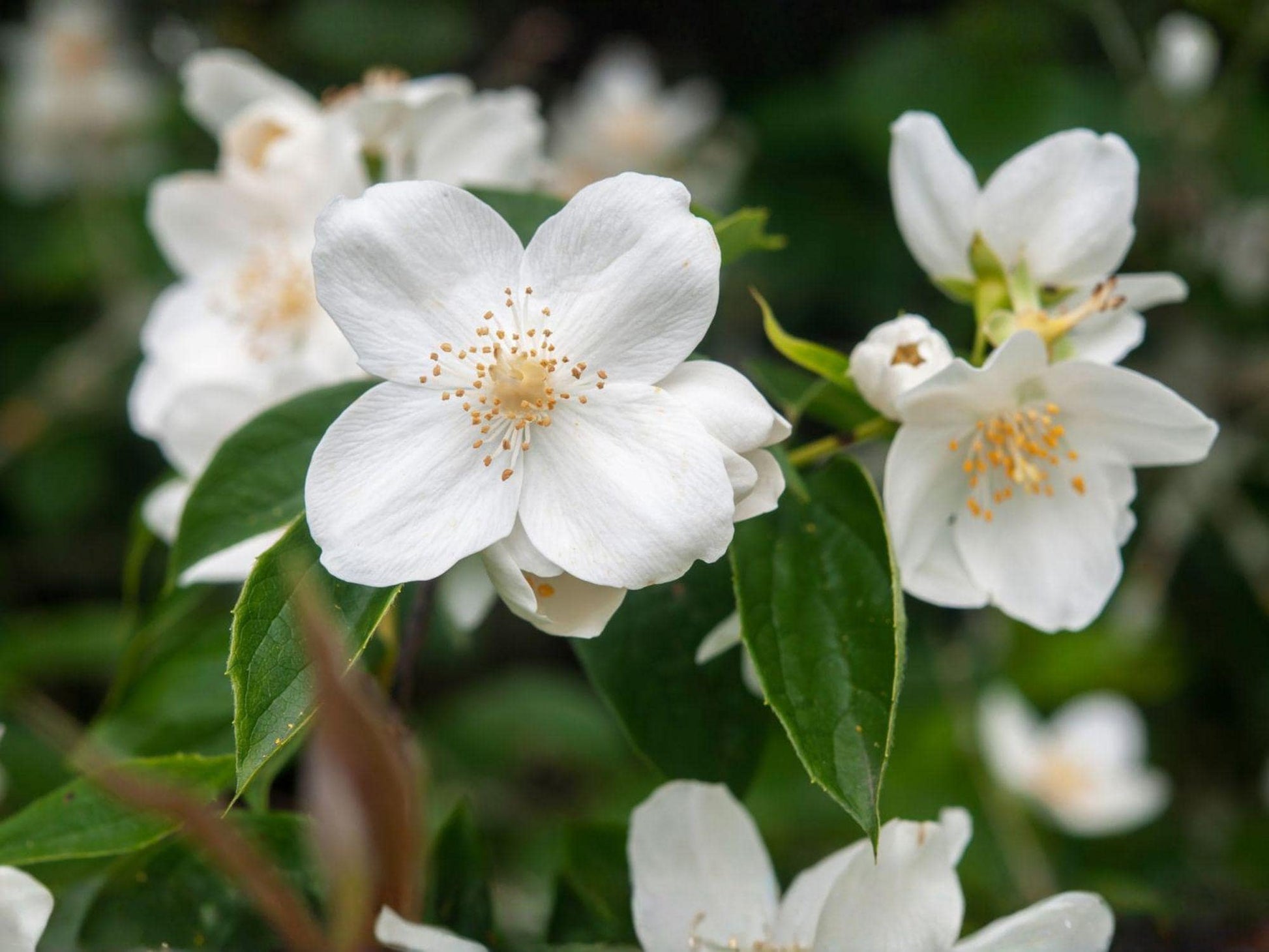 2 Live Mock Orange Shrubs - Fragrant White Blooms - Philadelphus coronarius - Garden Hedge Plants (12–18 in)