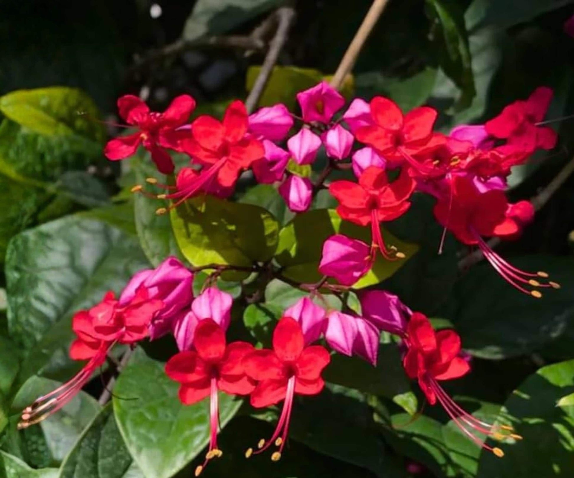 Java Red Bleeding Heart Vine Starter Plant - Clerodendrum Delectum - Tropical Red & Purple Flowering Climbing Vine