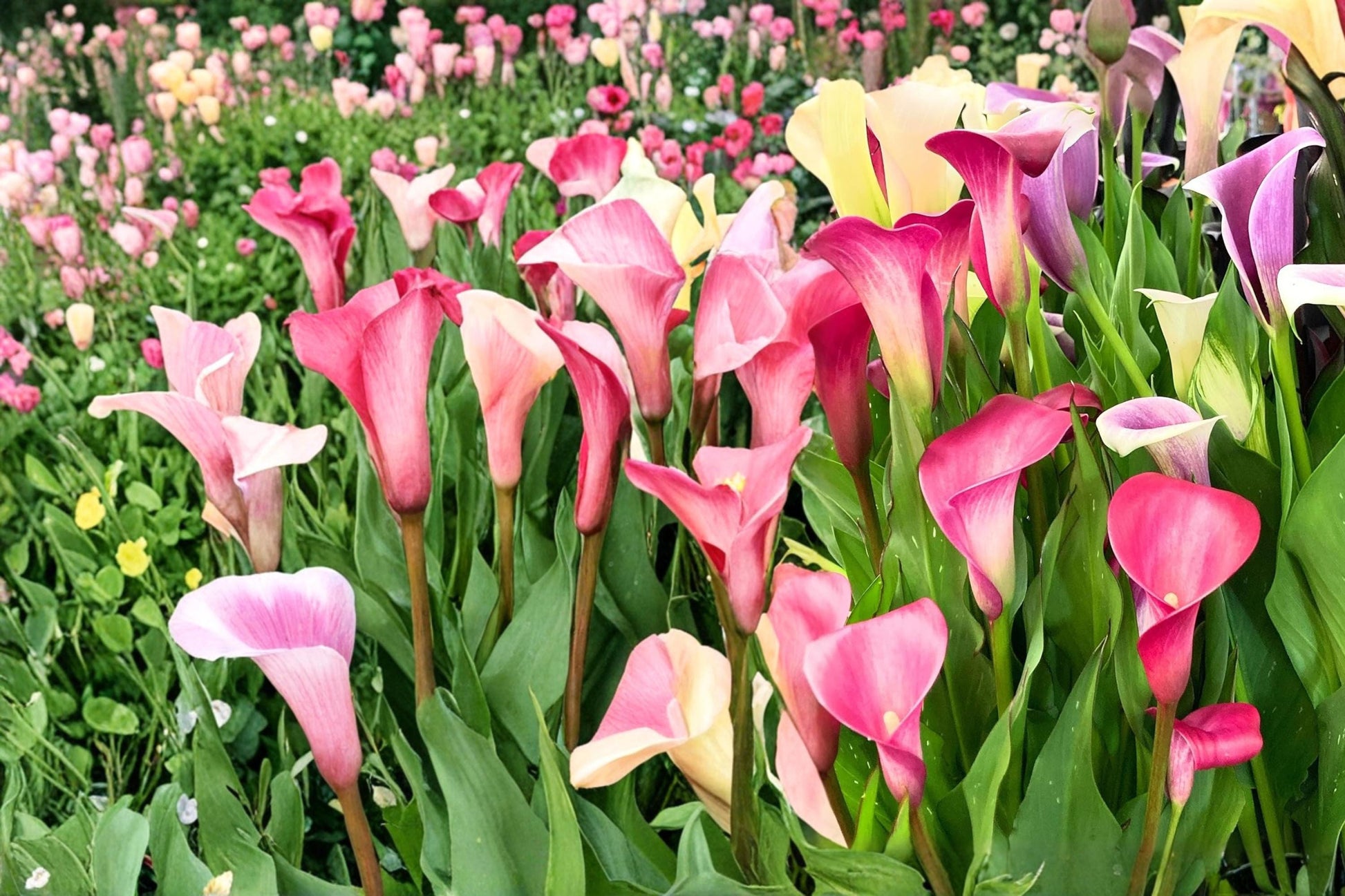 Mixed Calla Lily Bulbs - 3 Perennial Bulbs in Mixed Colors - Zantedeschia - Elegant Trumpet-Shaped Flowers for Gardens & Containers
