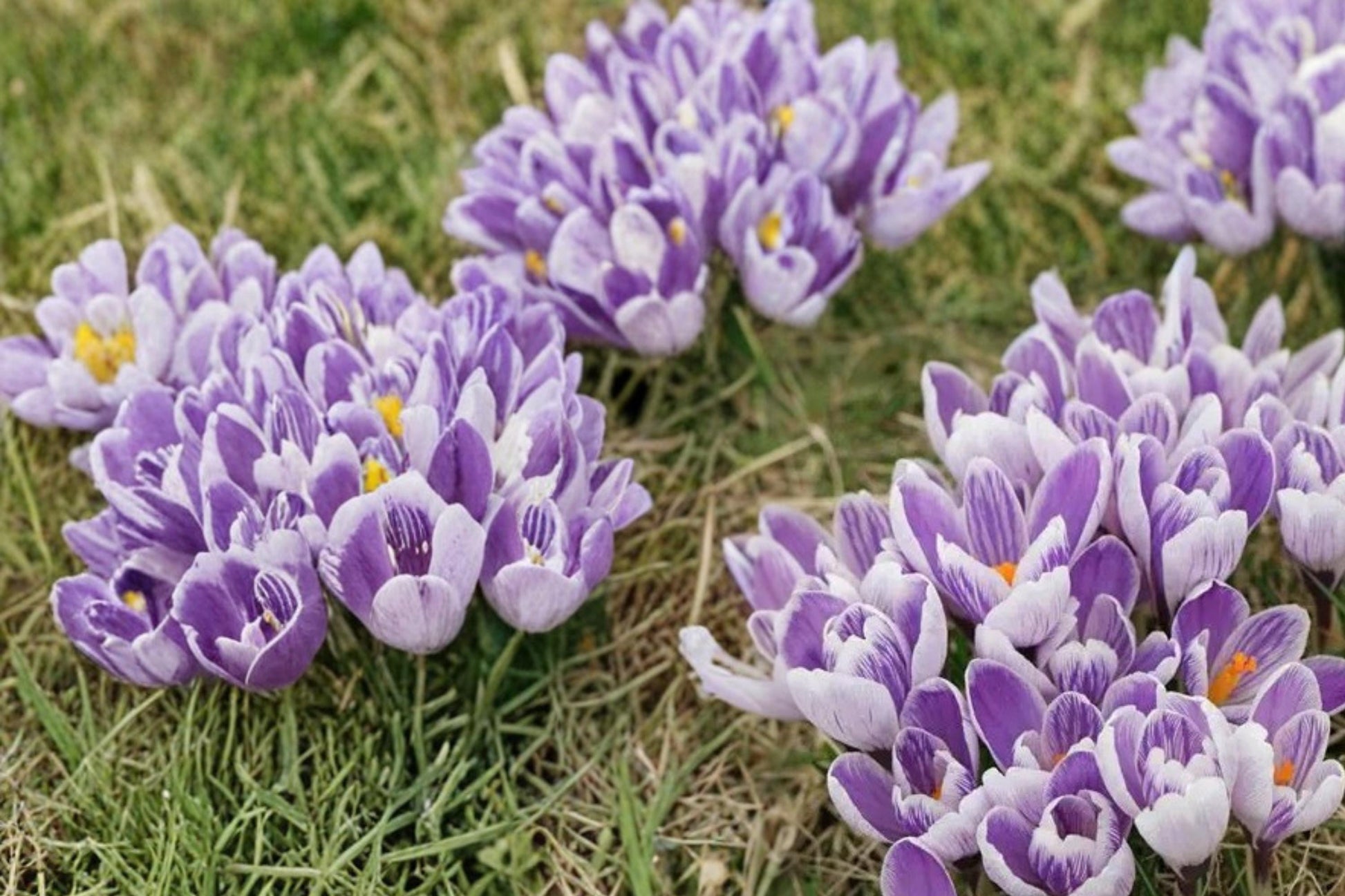 Pickwick Crocus Bulbs - 25 Perennial Bulbs with Purple and White Striped Blooms - Crocus Plant for Early Spring Garden