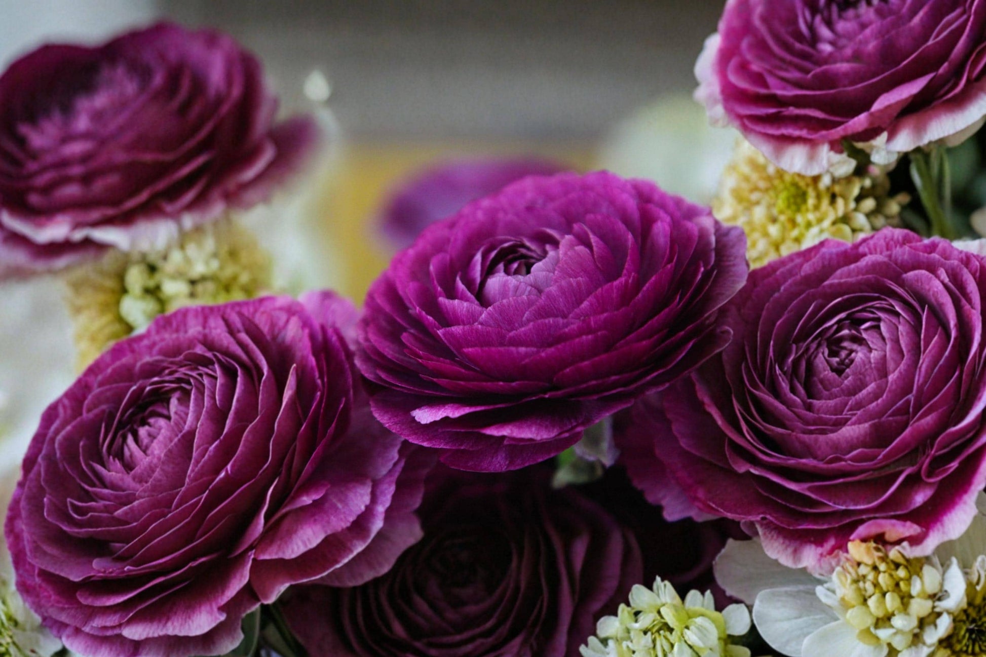 Purple Ranunculus Bulbs – 5 Perennial Flowering Bulbs for Garden Beds & Containers, Ranunculus, Violet Blooms