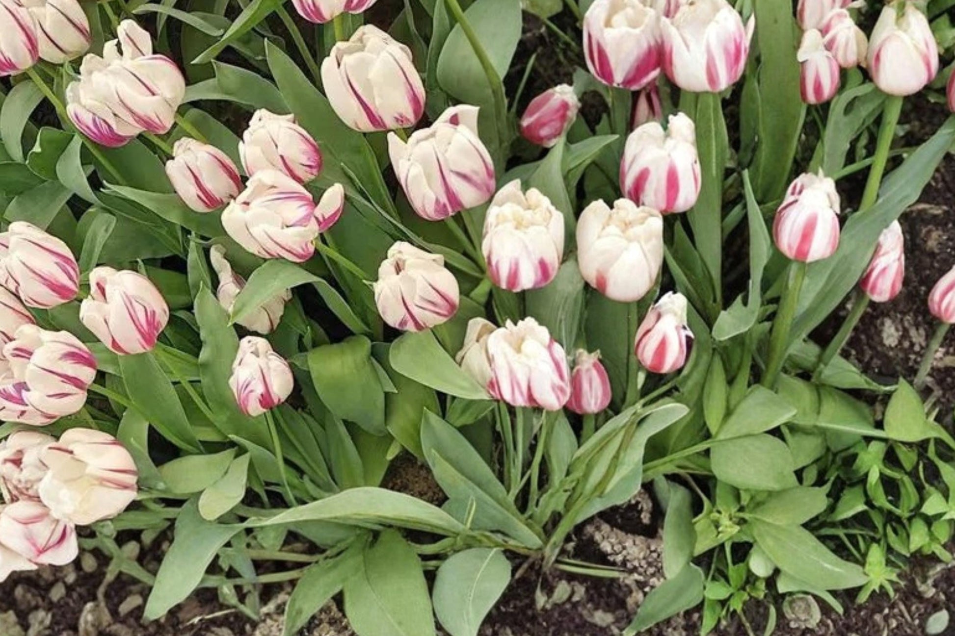 Flaming Flag Tulip Bulbs 10 Count - Purple and White Striped Flowers - Tulipa Perennial Garden Bulbs for Spring Planting