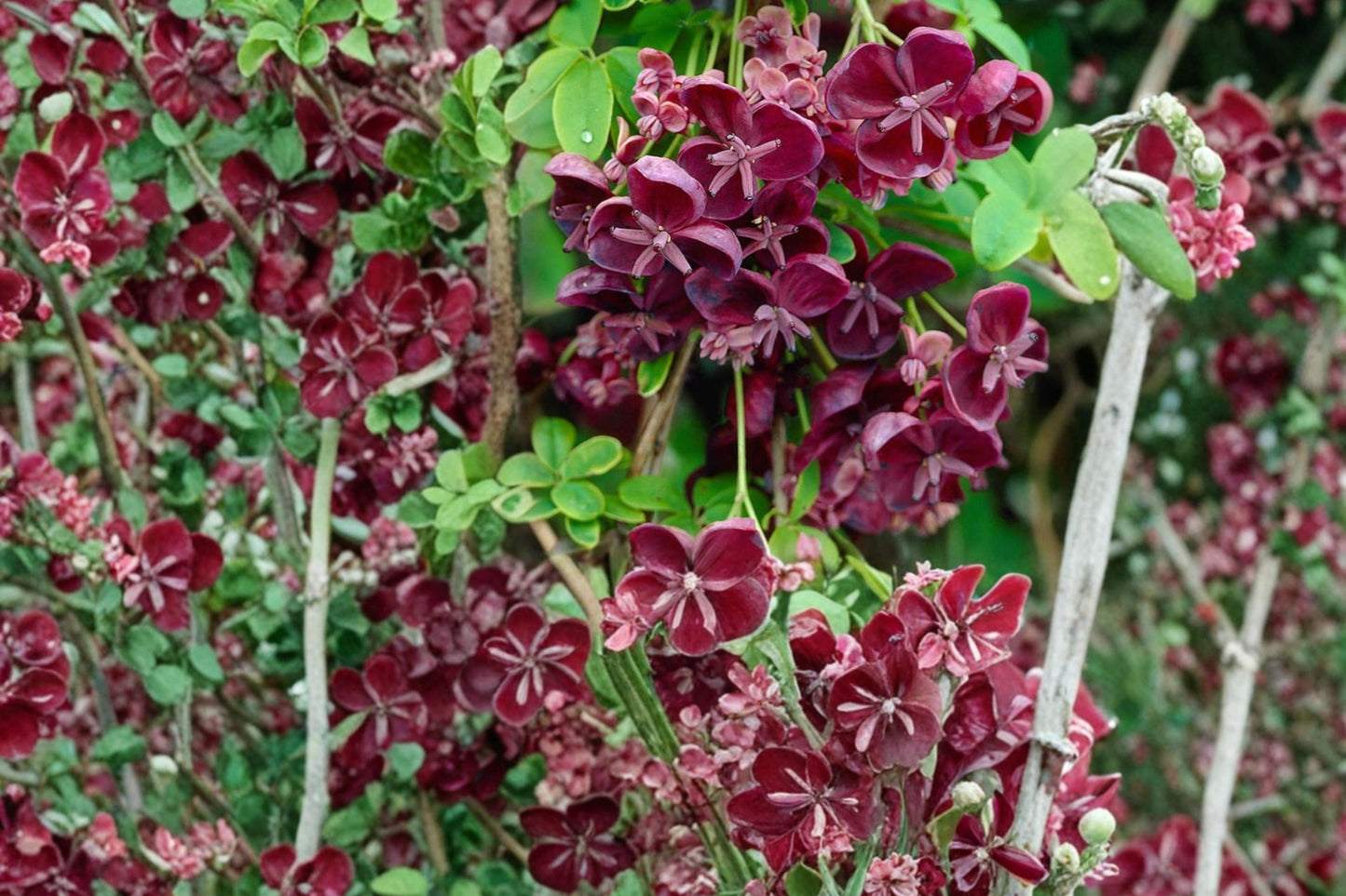 Chocolate Vine Seeds - 20 Count - Akebia quinata - Fast-Growing Climbing Plant with Purple Flowers - Perennial Garden Vine