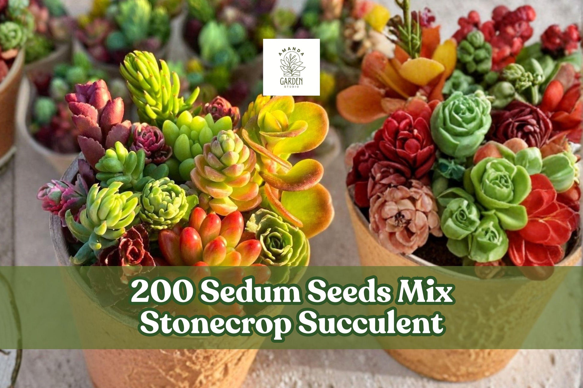 200 Sedum Seeds Mix - Stonecrop Succulent Groundcover - Sedum spp. - Drought-Tolerant, Low-Maintenance Garden Plants