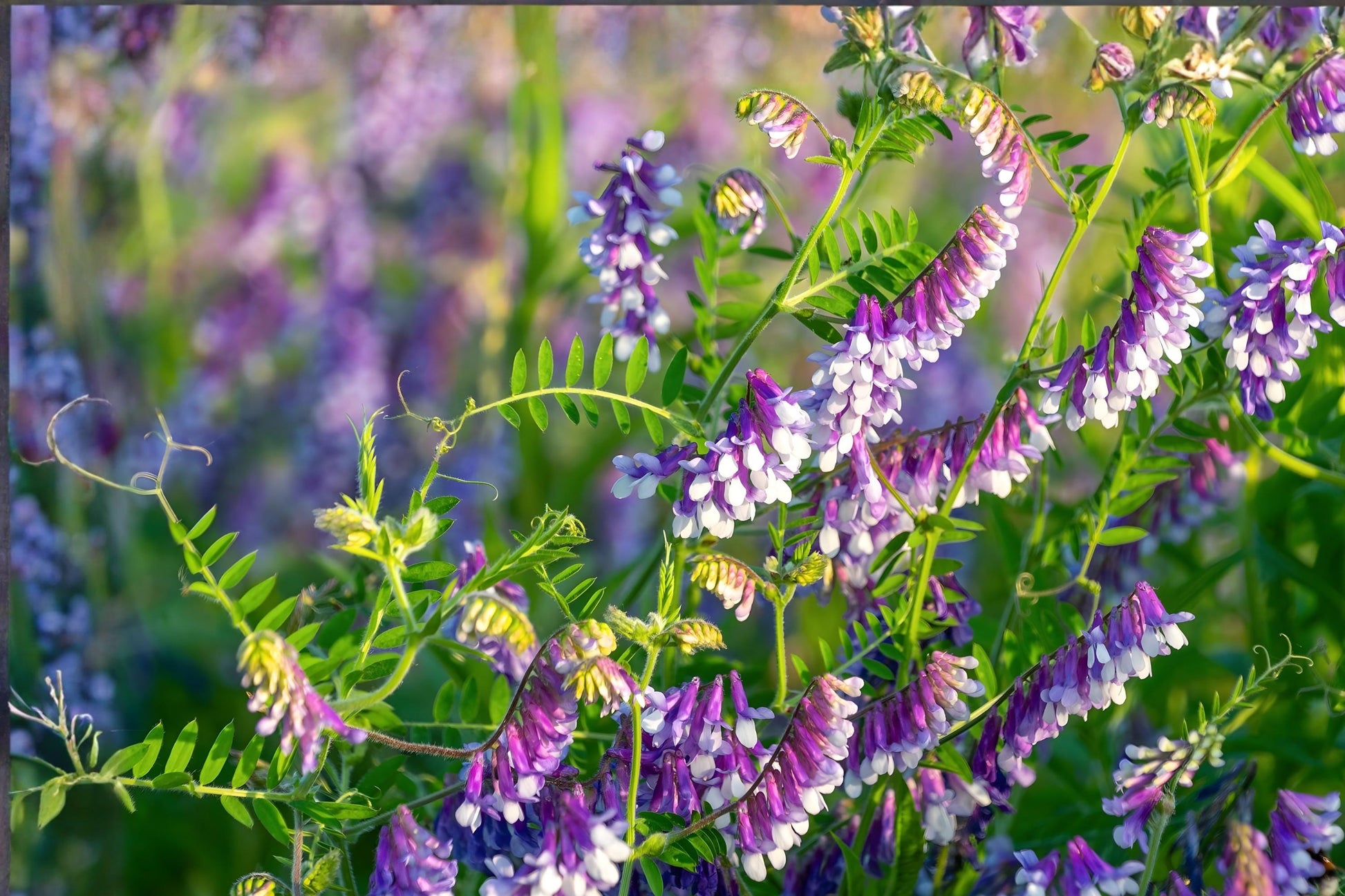 Hairy Vetch Seeds (100) | Purple Cover Crop for Soil Improvement | Vicia villosa | Fast-Growing Legume for Gardens & Farms