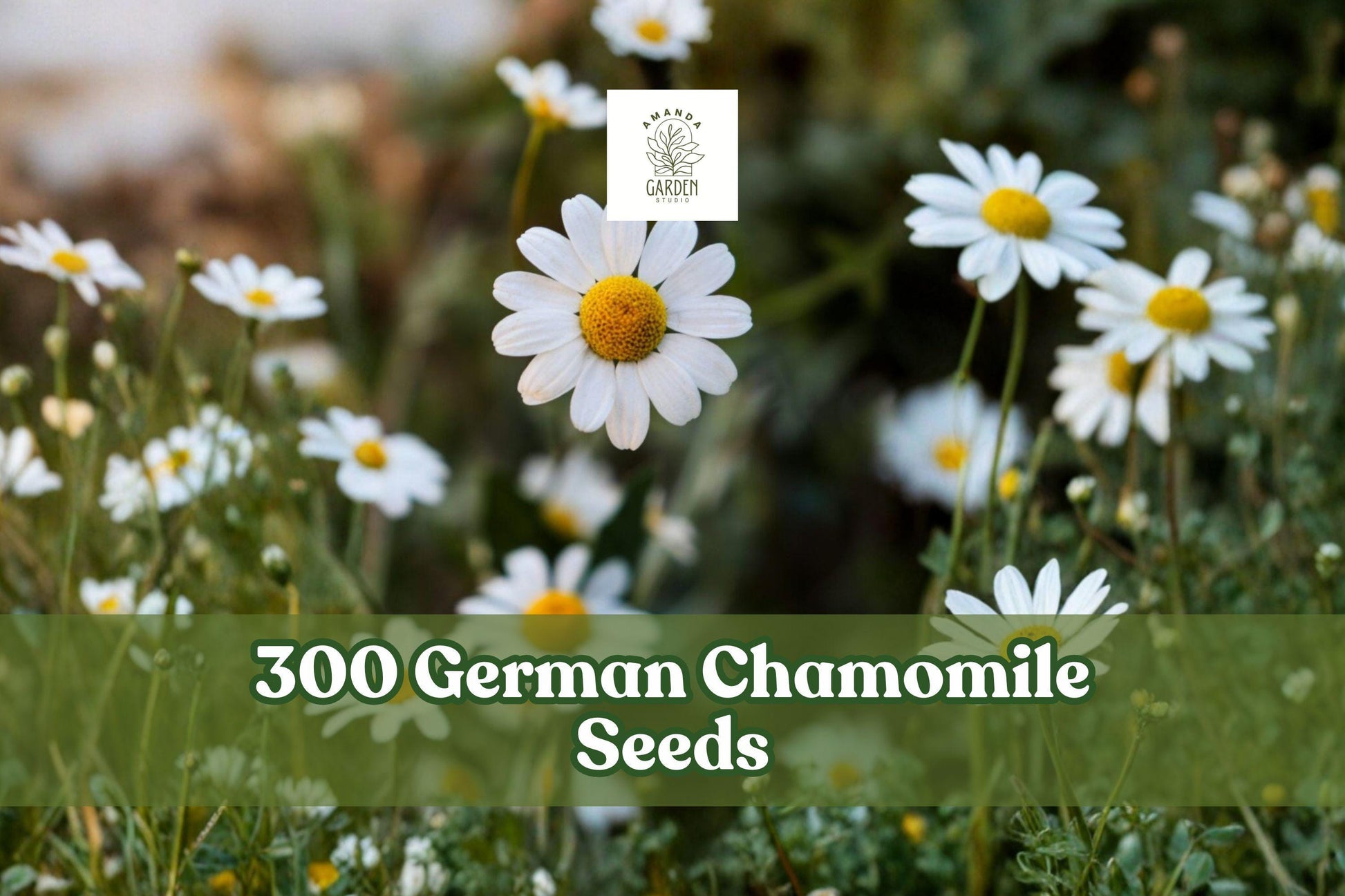 300 German Chamomile Seeds - Matricaria chamomilla - Easy Grow Herb for Garden, White Daisy-Like Flowers, Indoor/Outdoor Planting