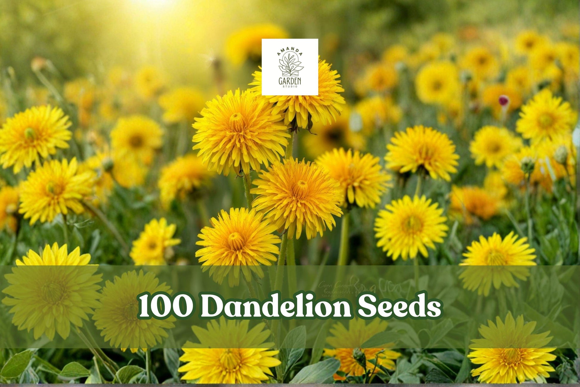 Dandelion Seeds 100+ Pack - Taraxacum officinale - Hardy Perennial Herb with Yellow Flowers for Garden Planting