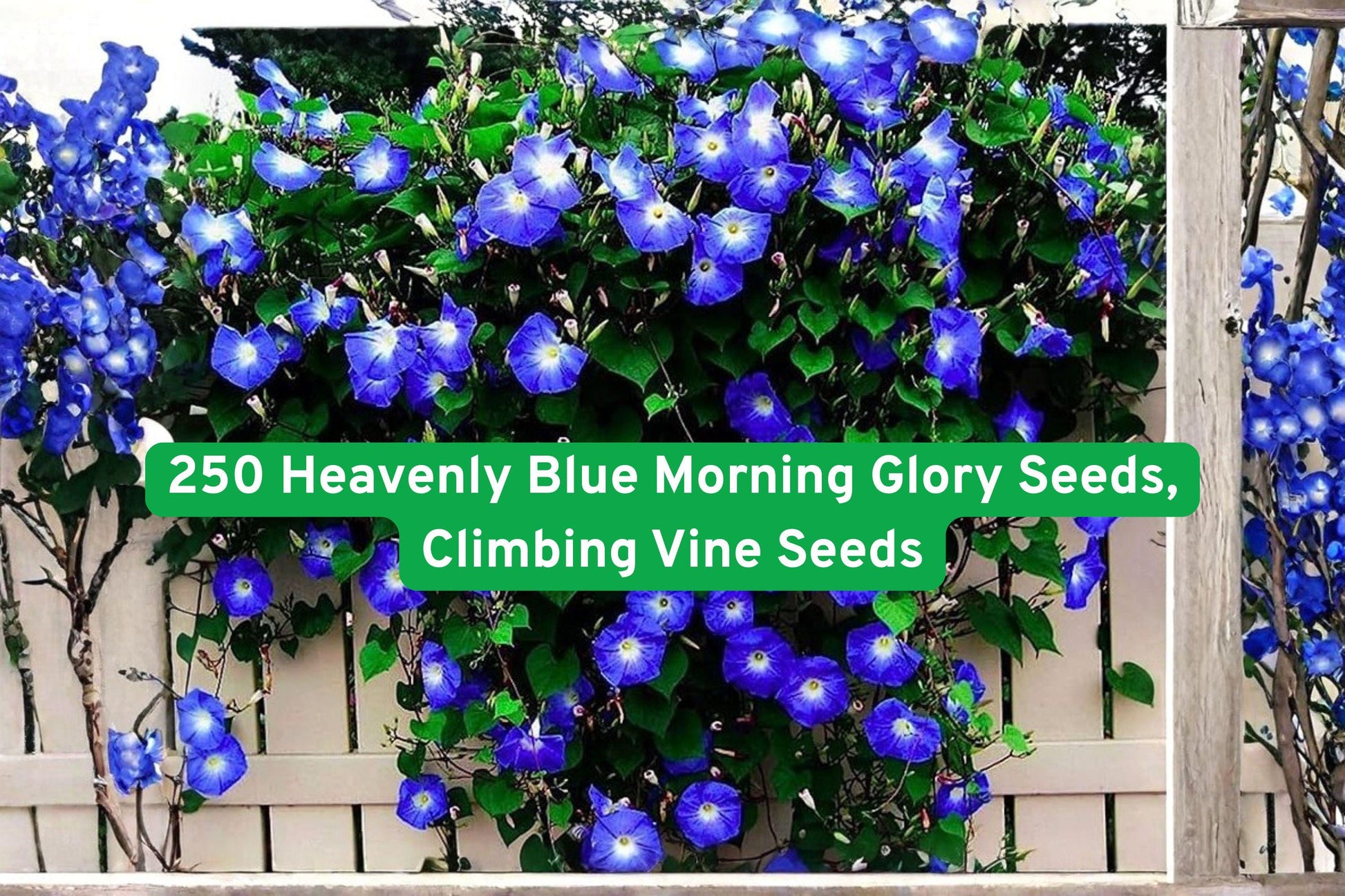 Heavenly Blue Morning Glory Seeds, 250+ Climbing Vine Seeds, Bright Blue Flowers, Ipomoea tricolor, Heirloom Garden Plant