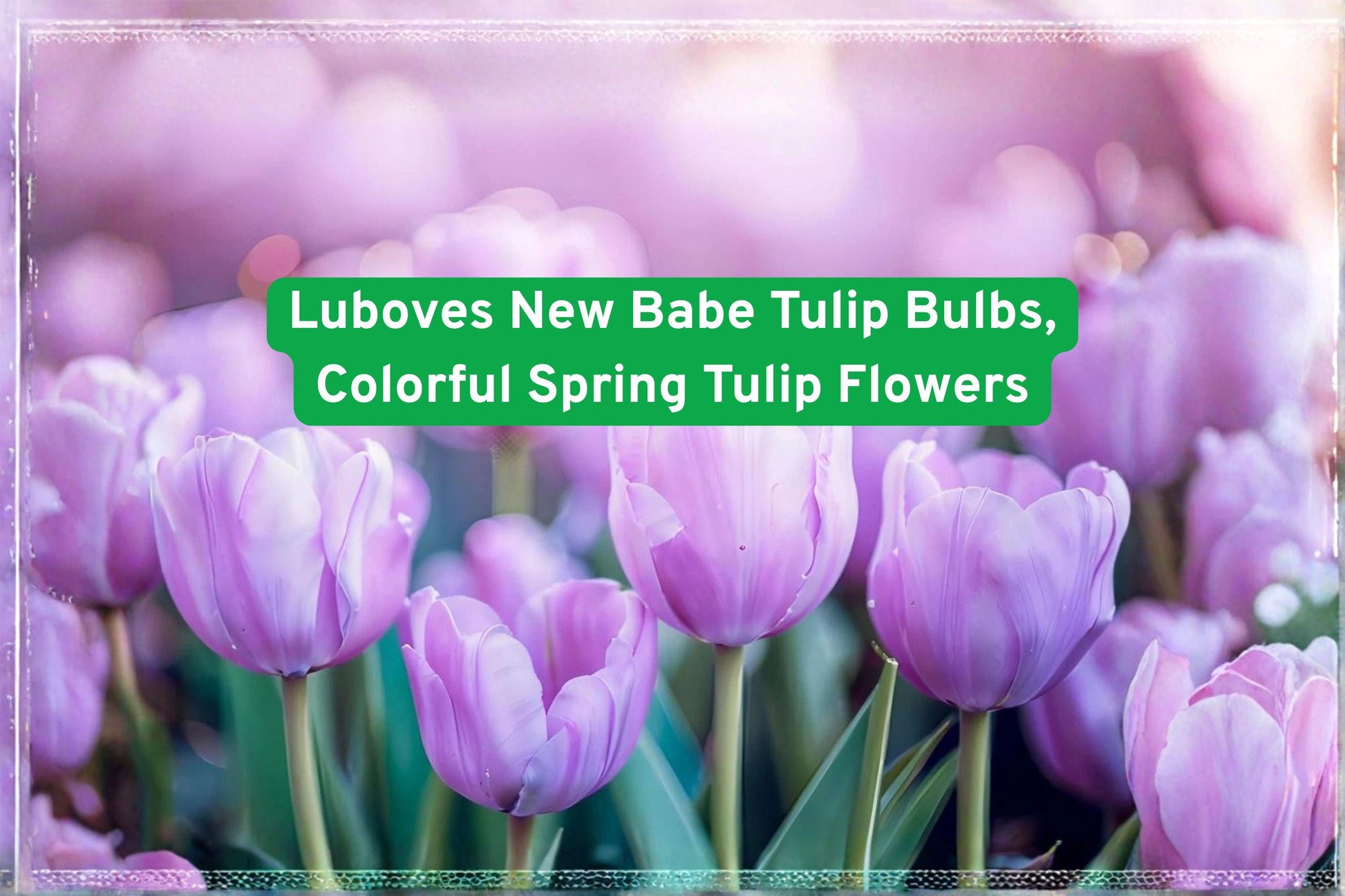 Lubove's New Babe Tulip Bulbs - 5 Premium Colorful Spring Flowering Bulbs, Mixed Vibrant Tones, Tulipa spp.