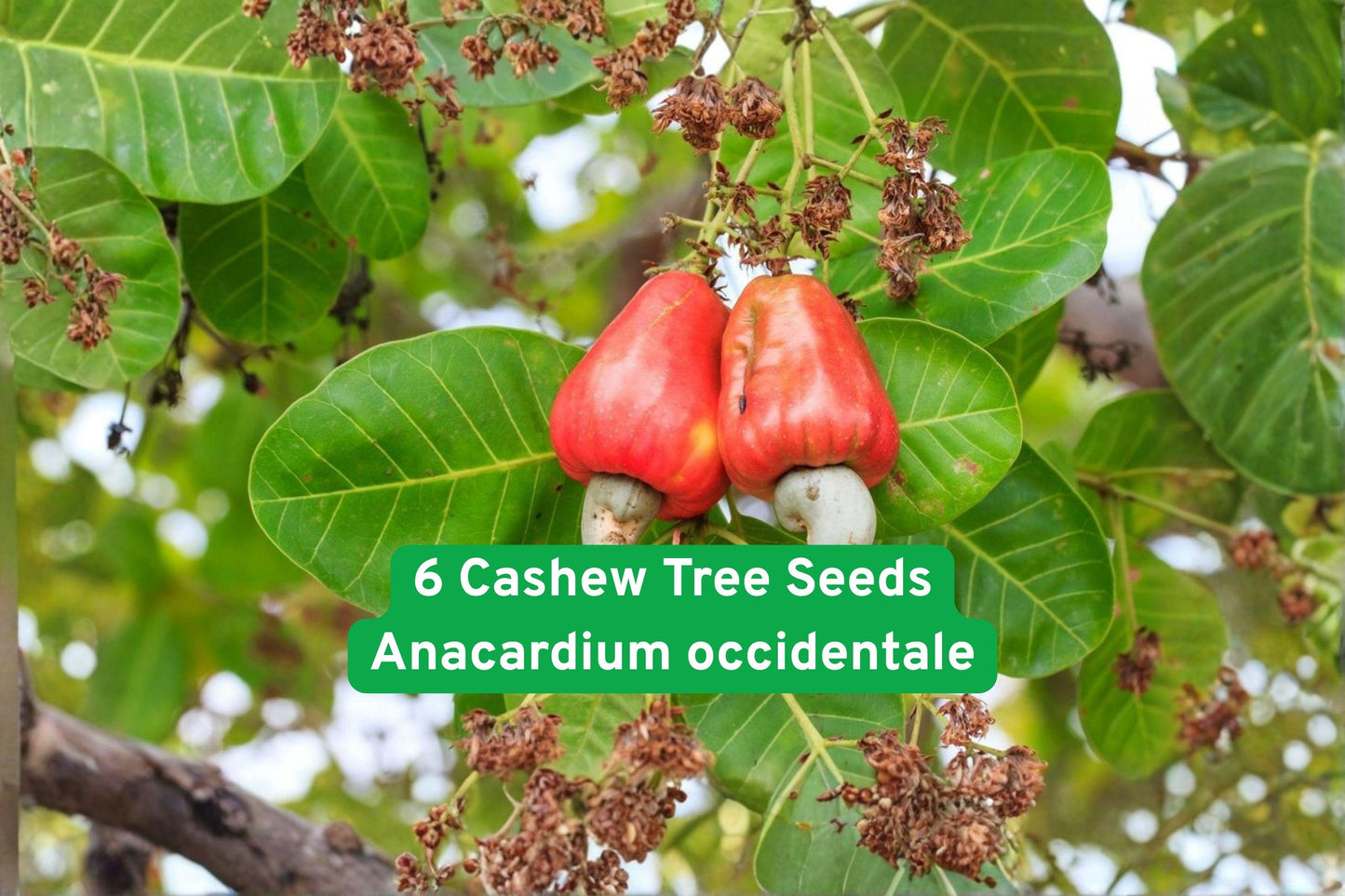 Cashew Tree Seeds - 6 Pack Anacardium occidentale - Tropical Nut Tree for Edible Gardens and Exotic Landscaping