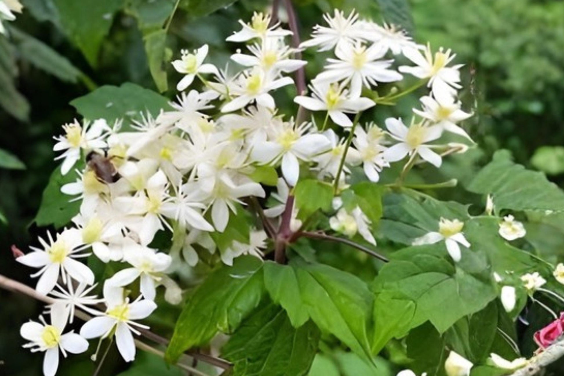 Clematis Seeds (50) | Virgin’s Bower | Fast-Growing Native Vine | Clematis virginiana | Fragrant White Blooms