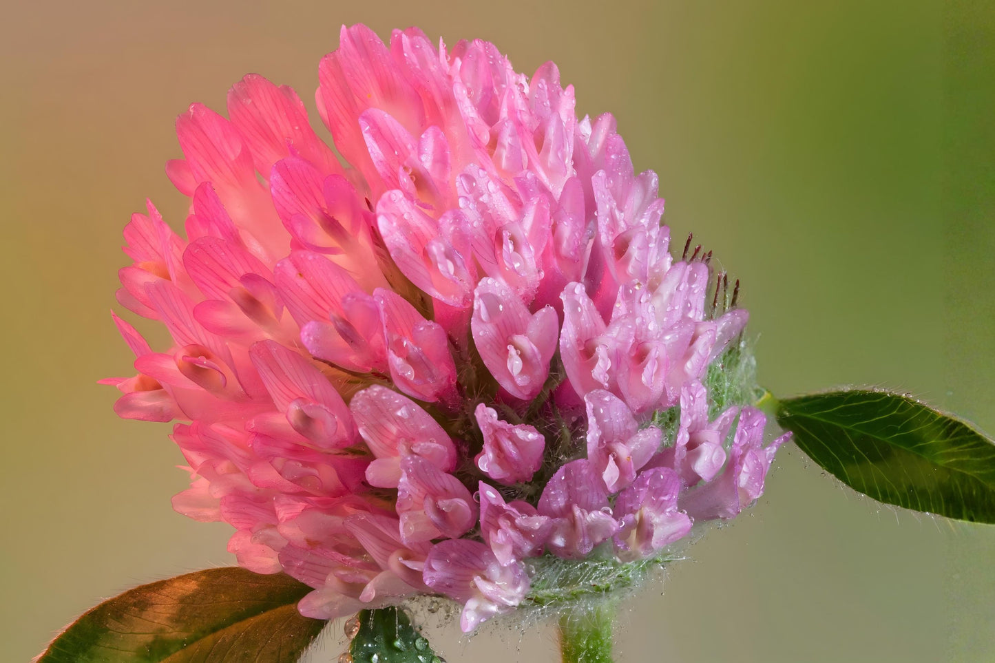 Red Clover Seeds (100) | Trifolium pratense | Pink-Red Flower Heads for Pollinators & Soil Improvement