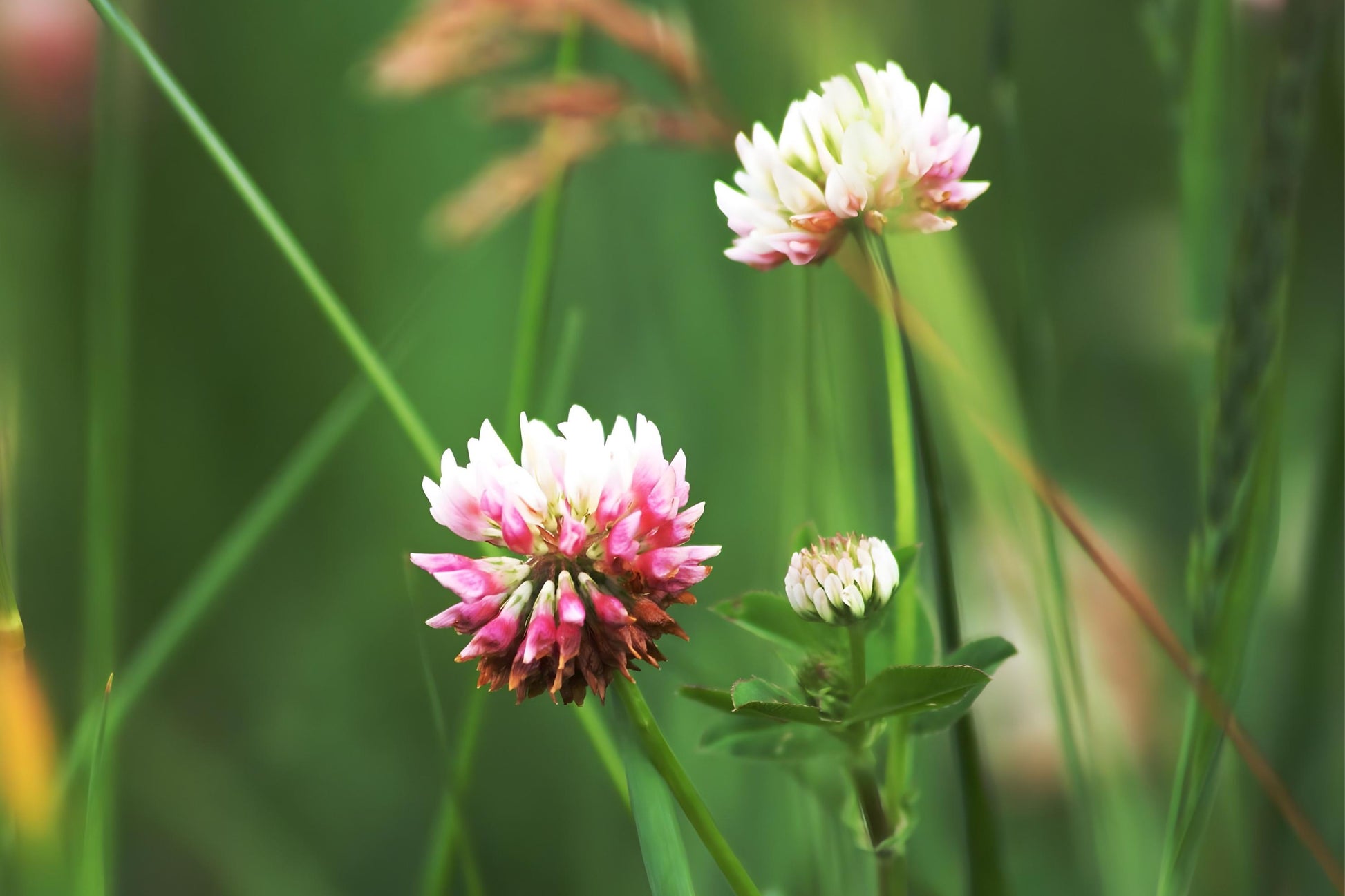 Alsike Clover Seeds (100) - Trifolium hybridum, Pink-White Blooms, Nitrogen Fixer, Forage & Pollinator Friendly