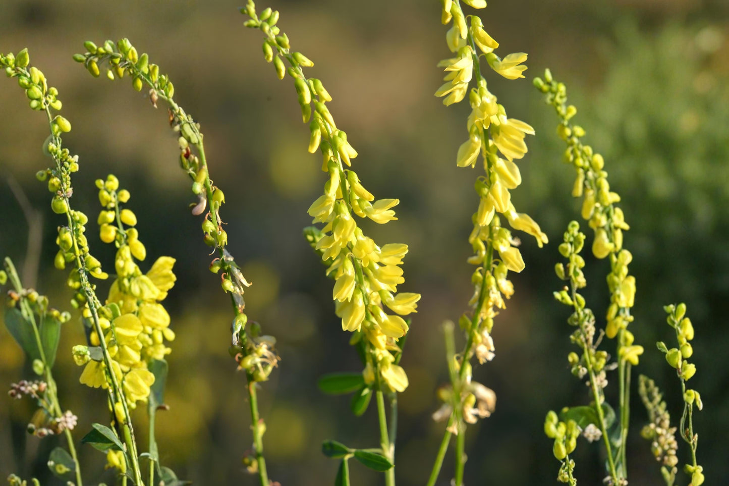Yellow Sweet Clover Seeds (100) | Melilotus officinalis | Fragrant, Tall-Growing Clover for Pollinators & Soil Improvement