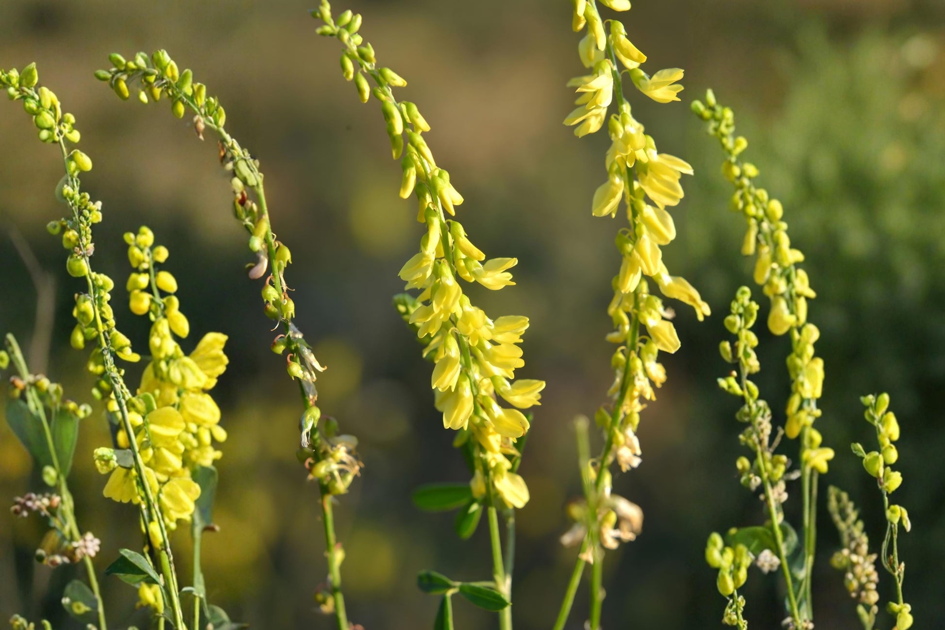 Yellow Sweet Clover Seeds (100) | Melilotus officinalis | Fragrant, Tall-Growing Clover for Pollinators & Soil Improvement