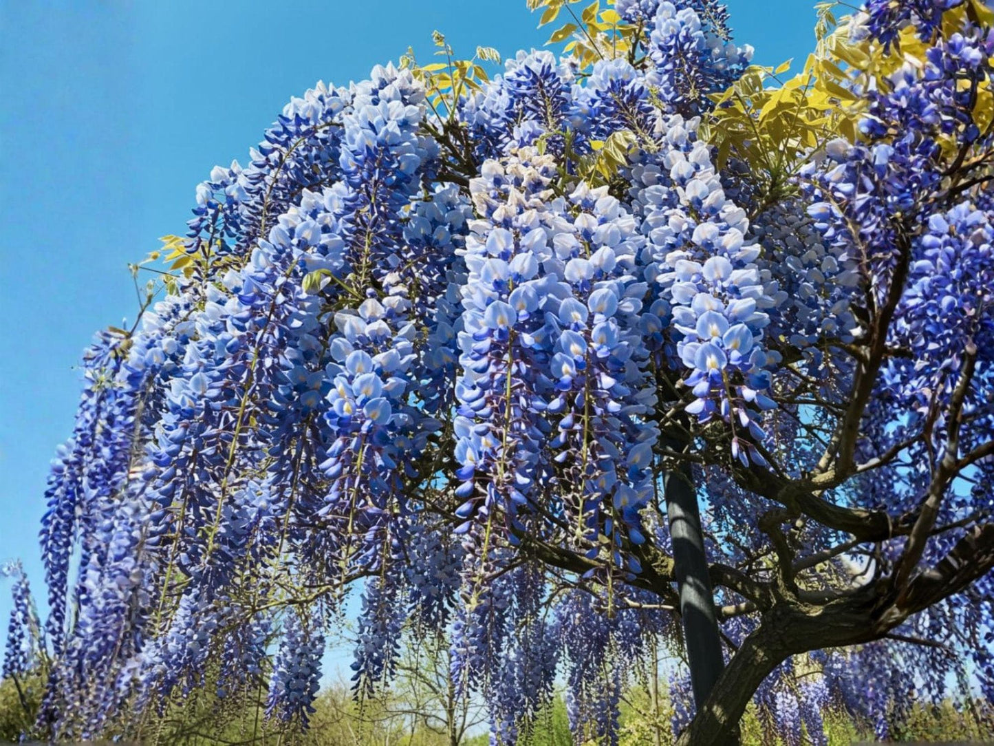 Blue Moon Wisteria Vines (2 Pack) - Fragrant Climbing Ornamental Plant - Wisteria sinensis - Blue Violet Flower Clusters