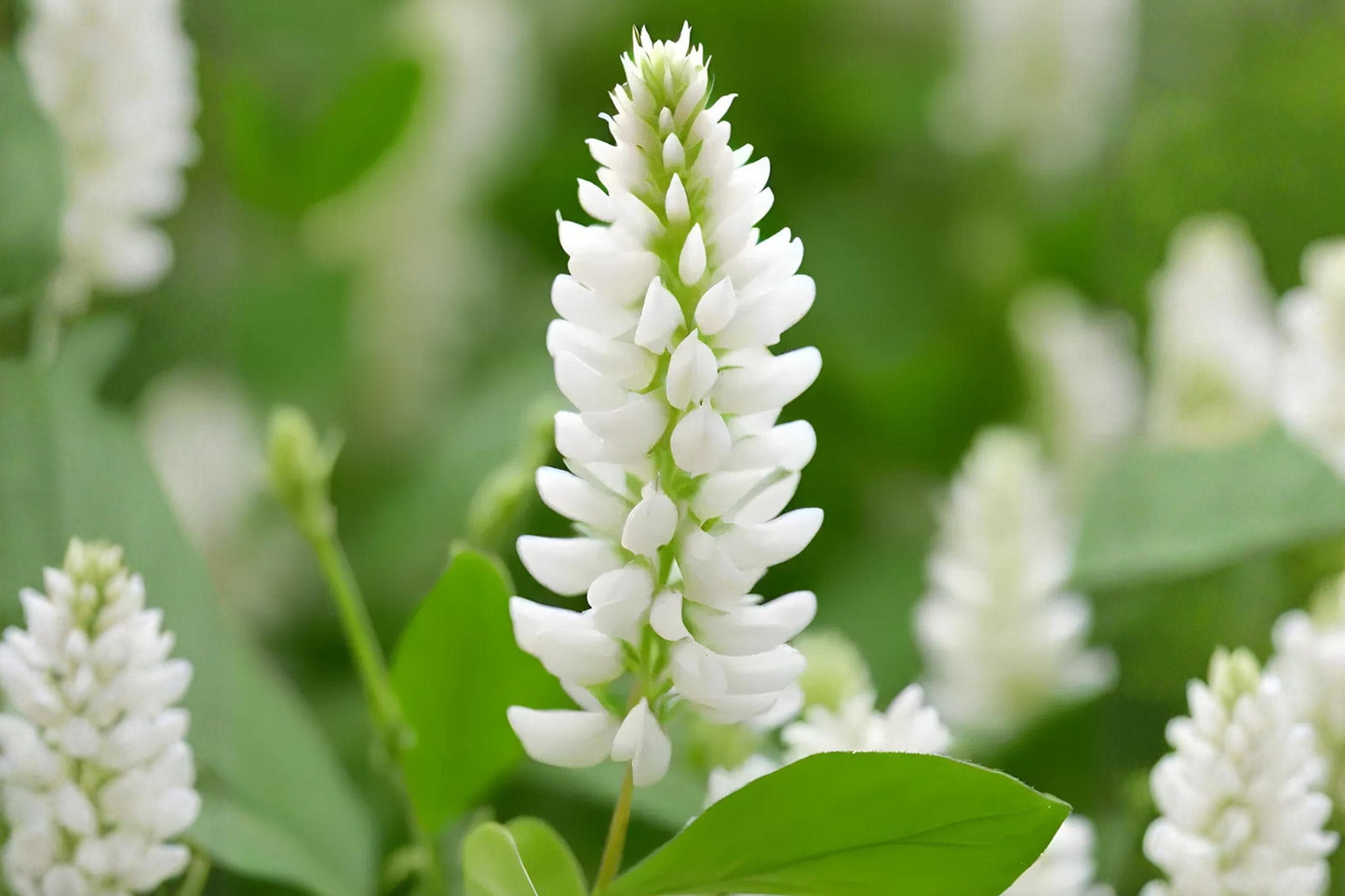 White Sweet Clover Seeds (100) - Fragrant Melilotus alba for Pollinators & Soil Improvement, Ideal for Cover Cropping & Forage