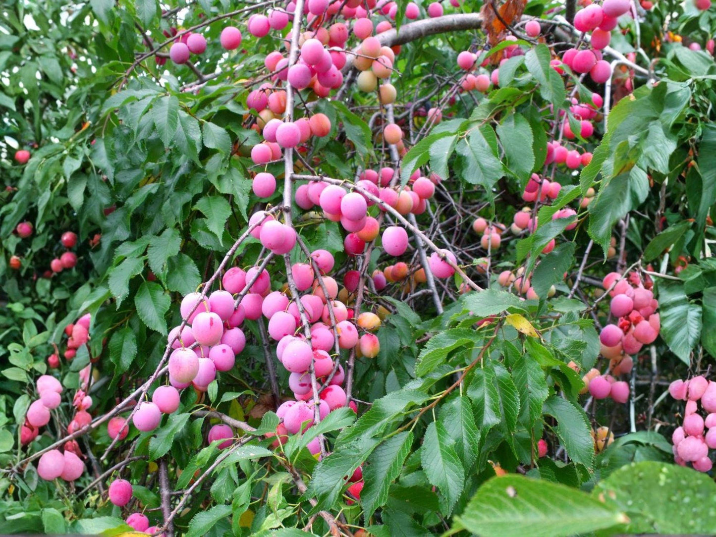 American Plum Trees 2 Live Plants 2 ft Prunus americana Native Fruit Wildlife Garden Hedge