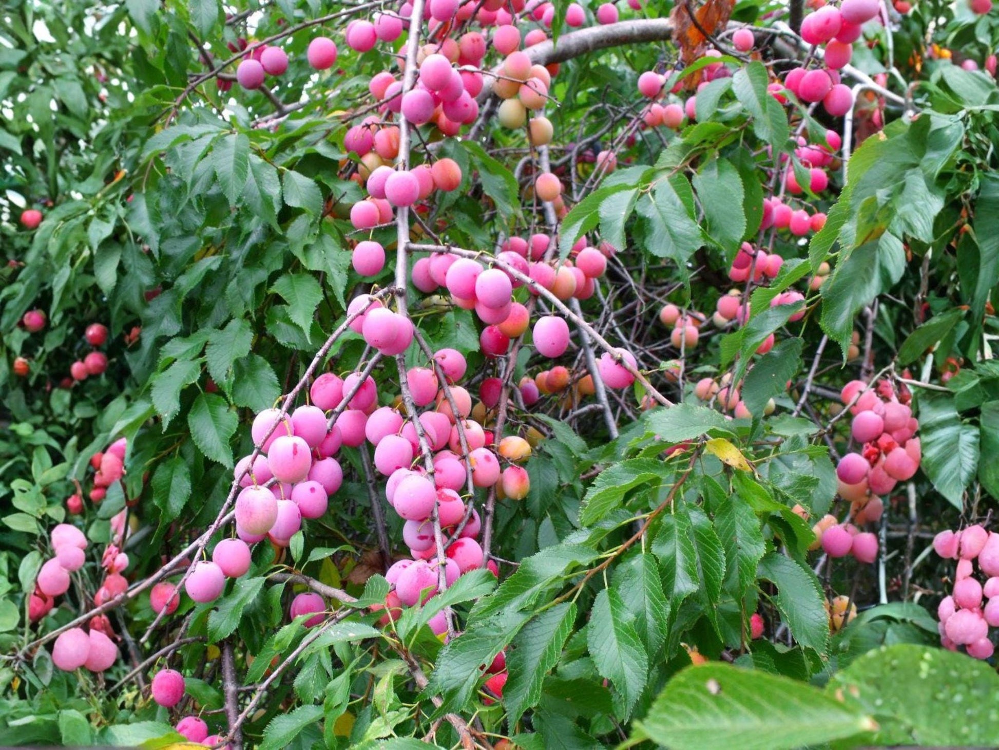 American Plum Trees 2 Live Plants 2 ft Prunus americana Native Fruit Wildlife Garden Hedge