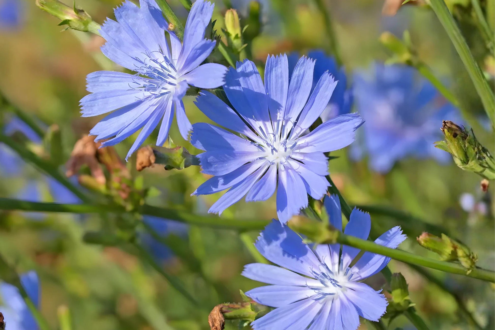 Blue Chicory Seeds (100) - Cichorium intybus - Hardy Wildflower with Sky-Blue Blooms, Ideal for Pollinators and Natural Gardens
