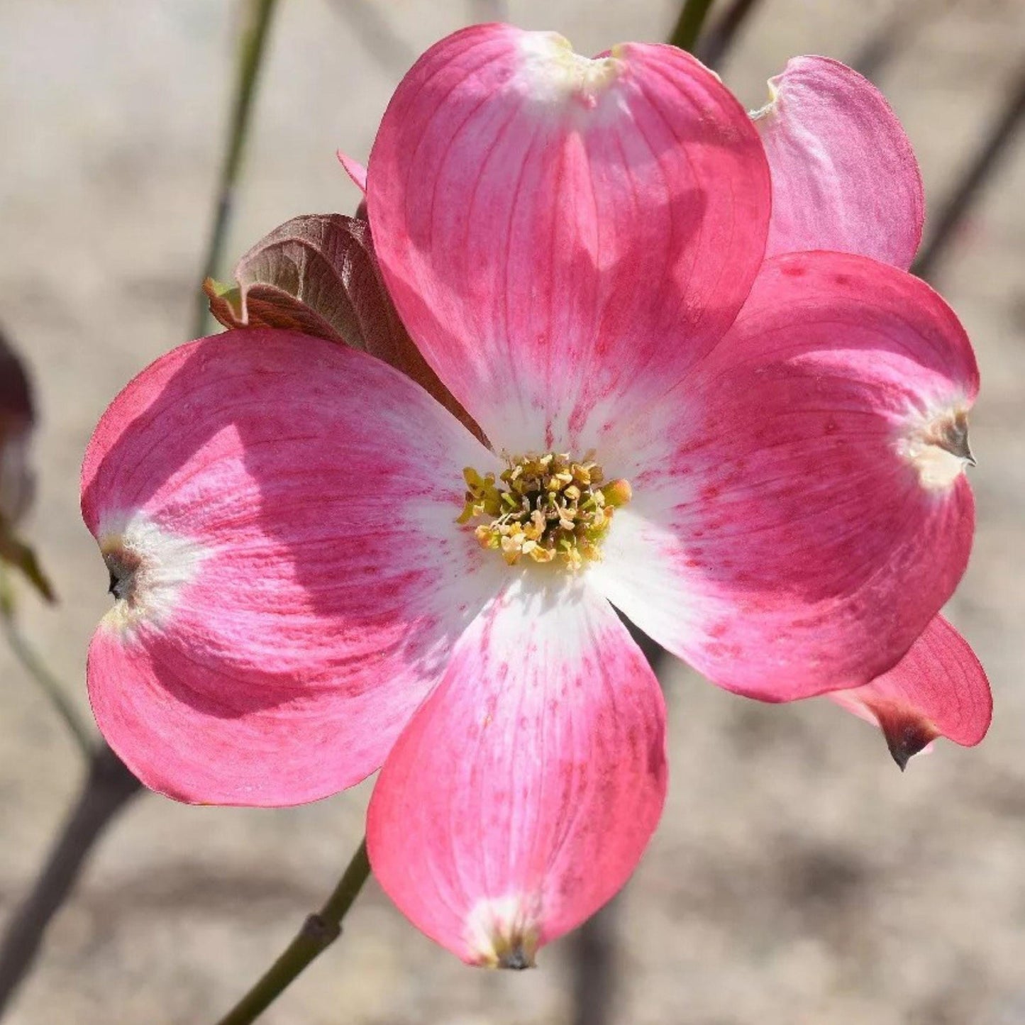 Pink Dogwood Cuttings 6 Pack 6 Inches Cornus florida for Propagation - Fresh Unrooted Cuttings for Ornamental Gardens