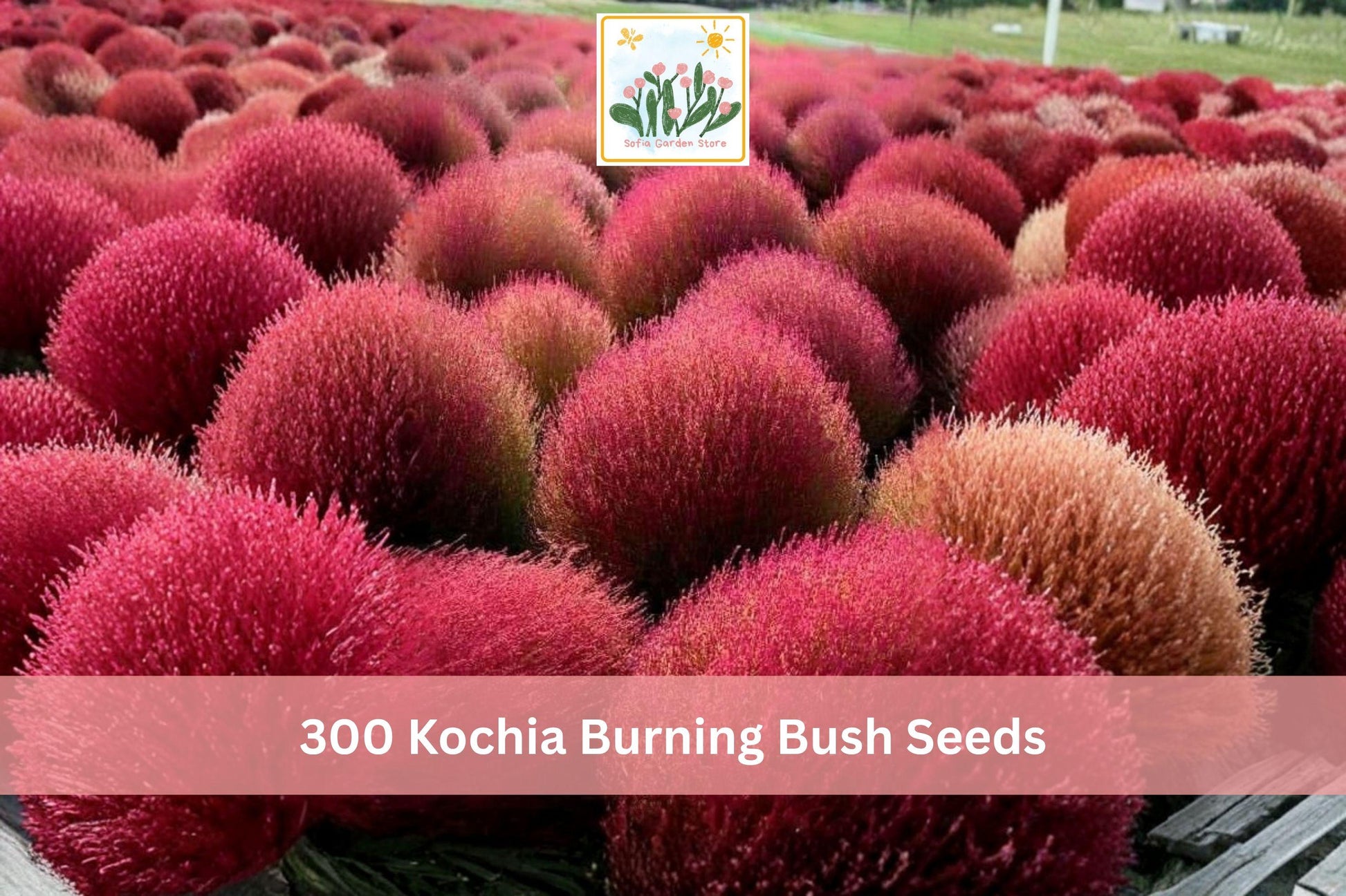 Kochia Burning Bush Seeds 300+ Scarlet Bassia scoparia Fast-Growing Annual Ornamental Hedge for Borders & Mass Plantings